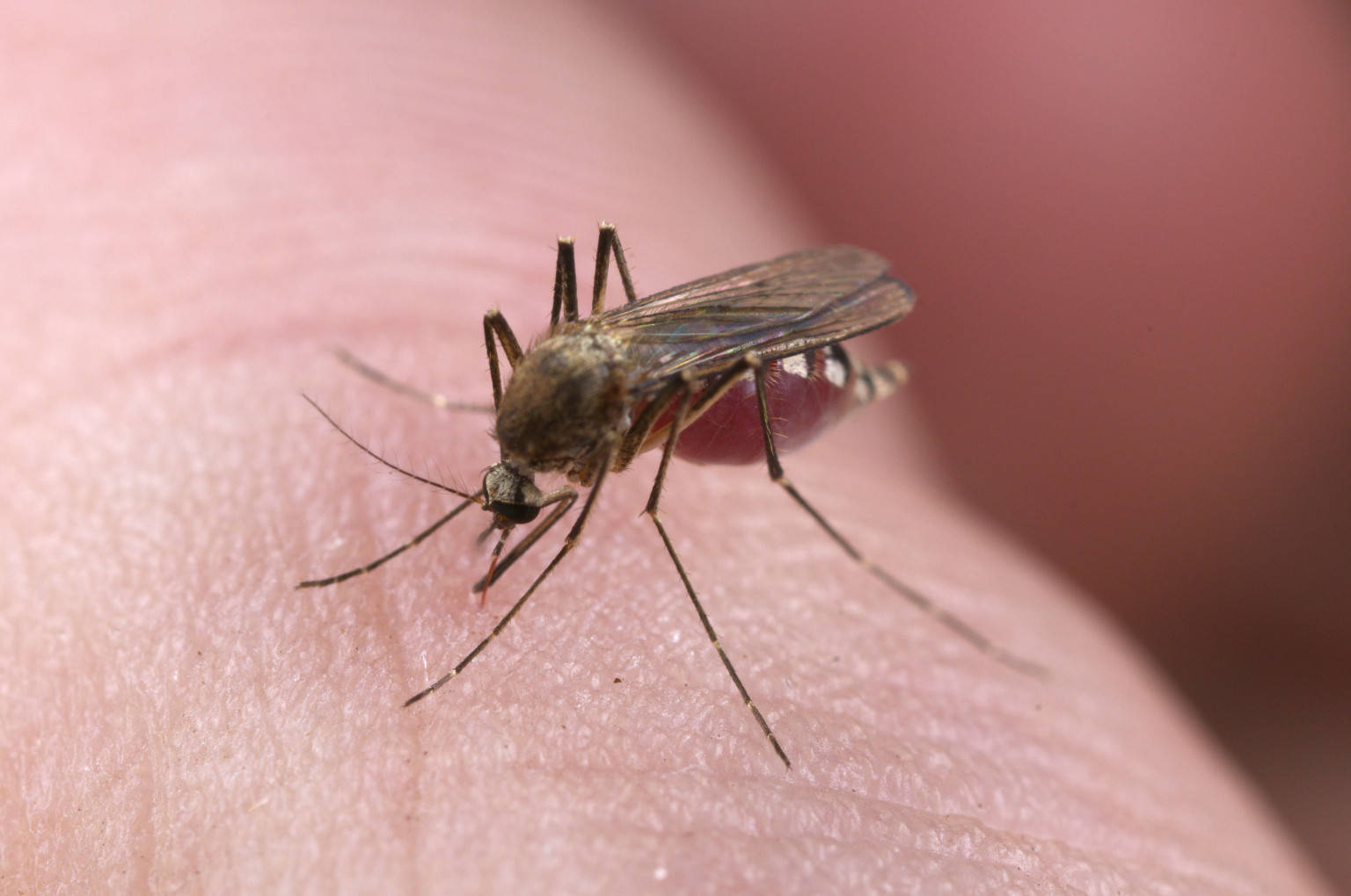 Mosquito With Proboscis Plunged Into Human Flesh Background