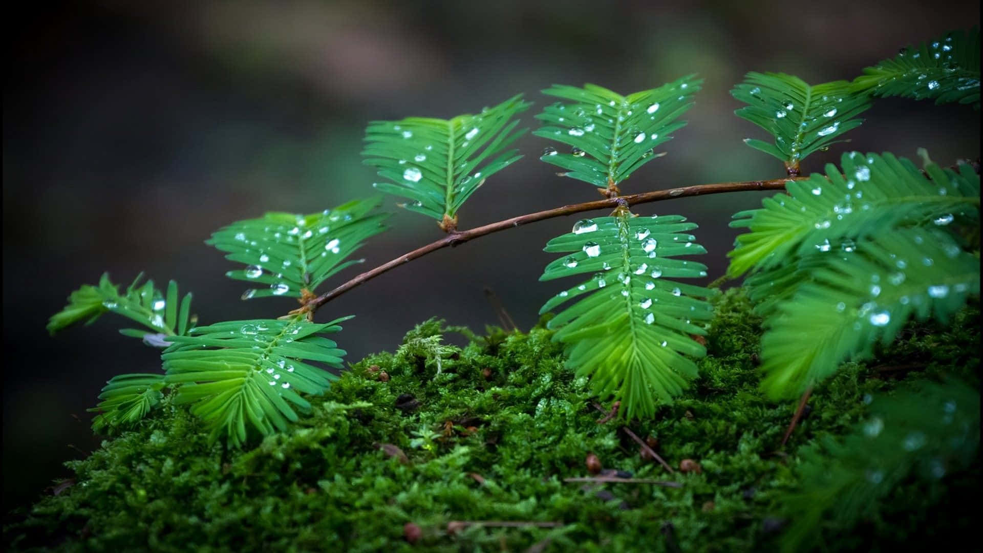 Moss Covered Branches With Water Droplets Background