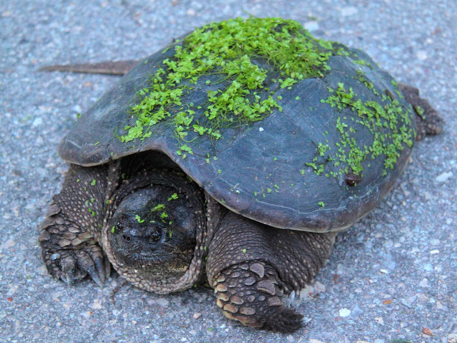 Moss Covered Snapping Turtleon Pavement