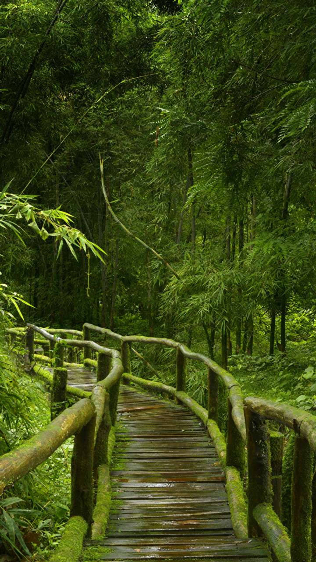 Mossy Bridge Jungle Iphone Background