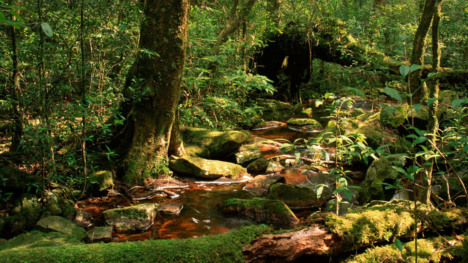 Mossy Brook Of Jungle Desktop Background