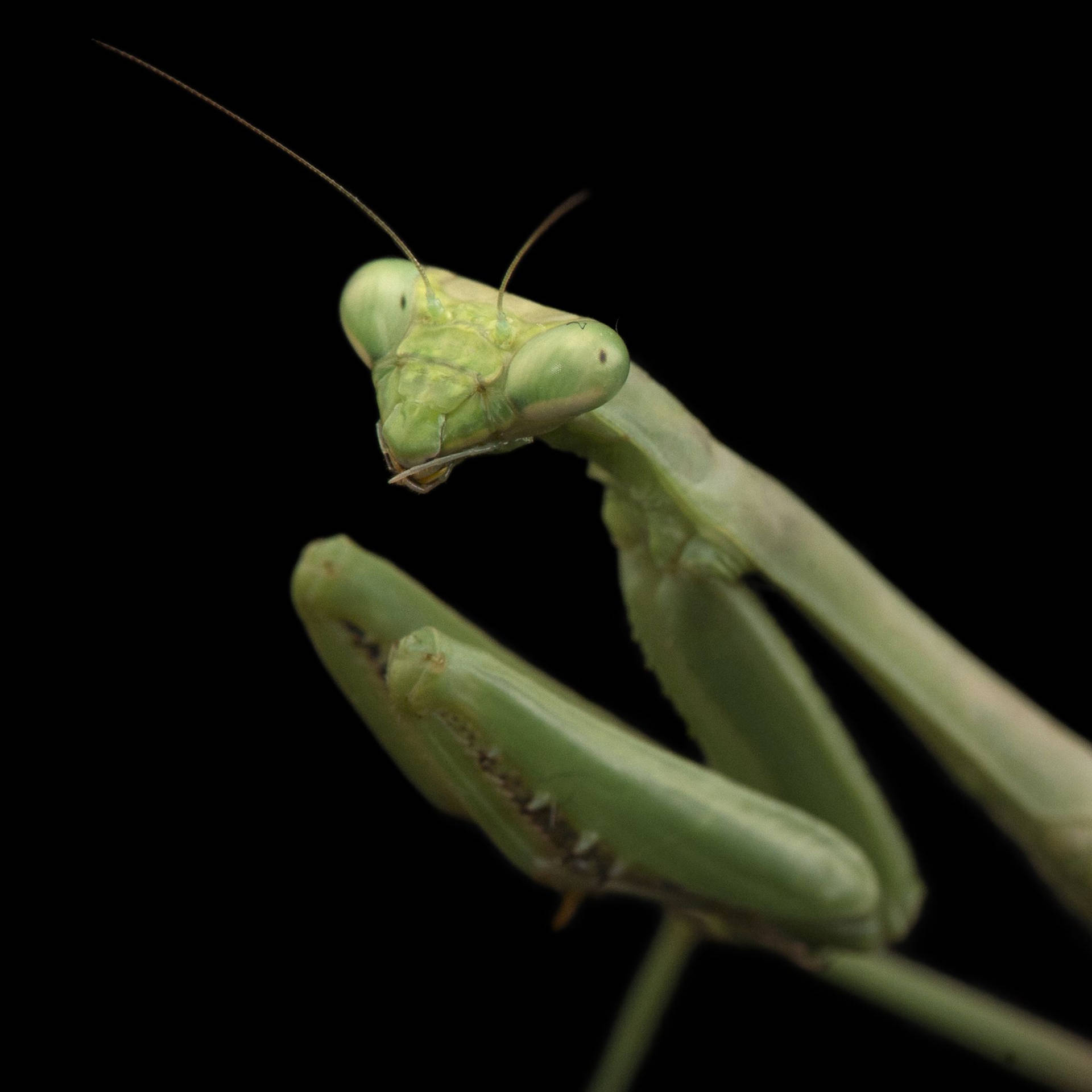 Mossy Green Praying Mantis Background