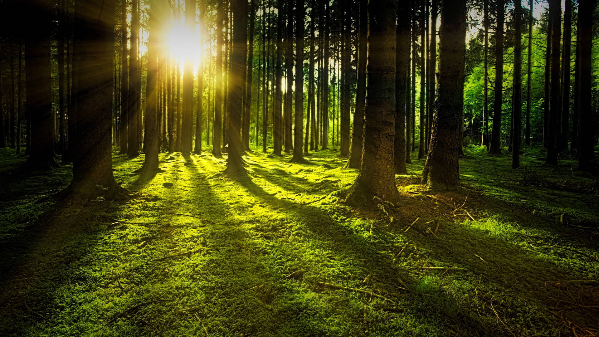 Mossy Ground In The Woods Background