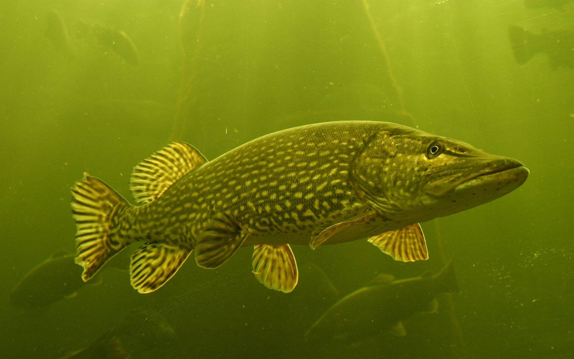 Mossy Lake Pike Fish Background