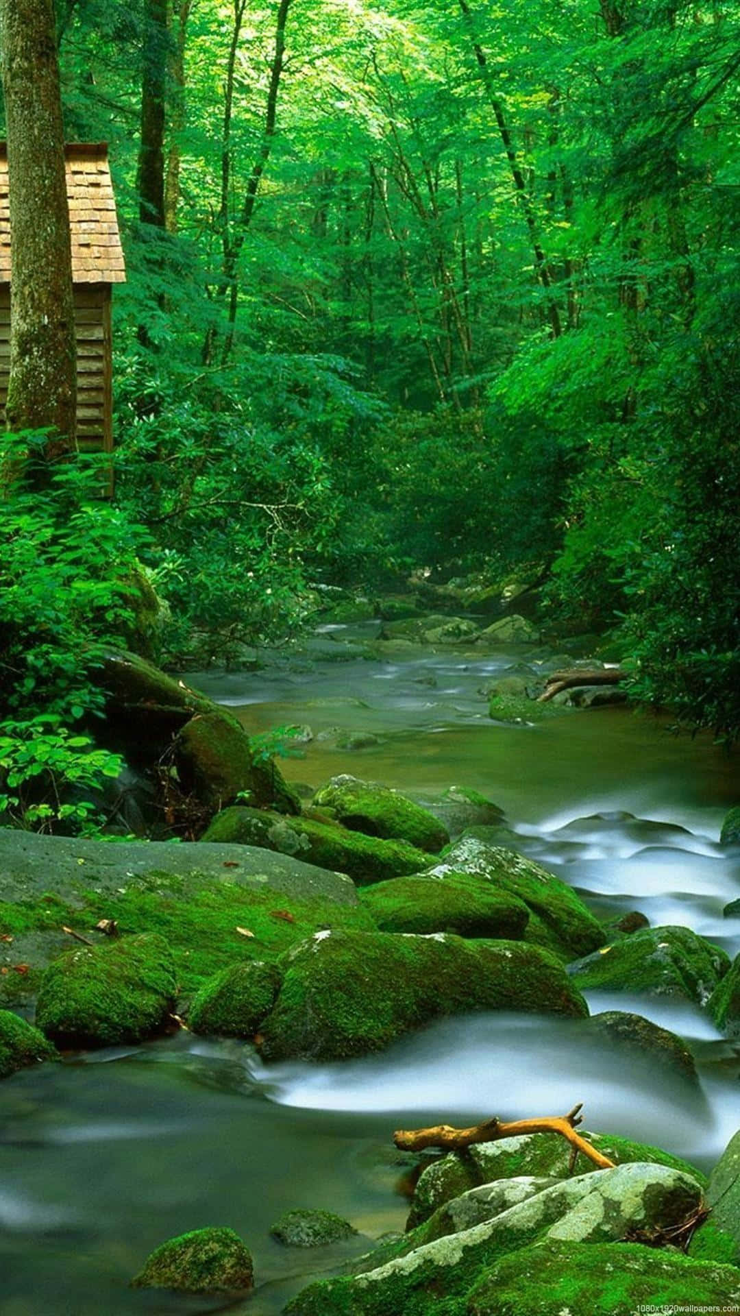 Mossy River Nature Android Hd Background