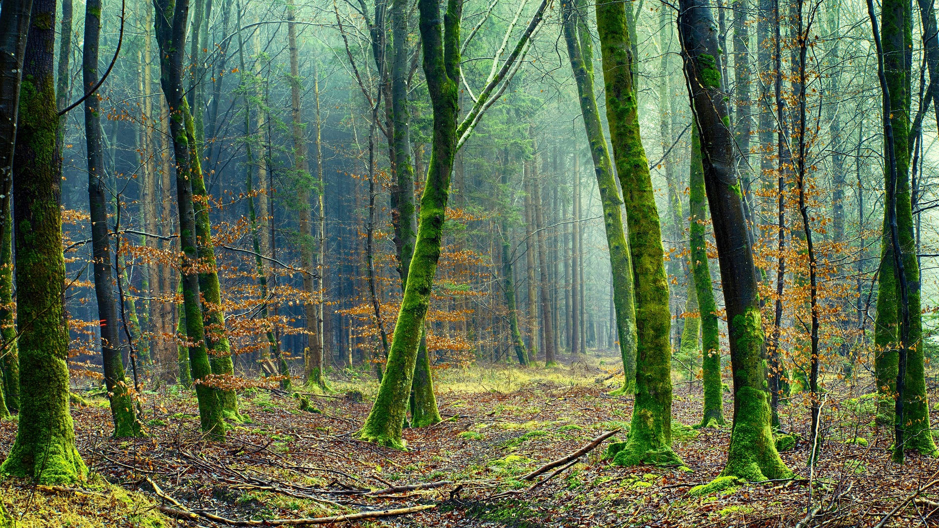 Mossy Trees In The Woods Background