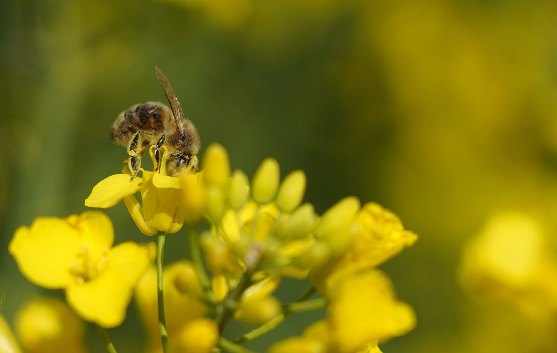 Most Beautiful Desktop Bee And Flower