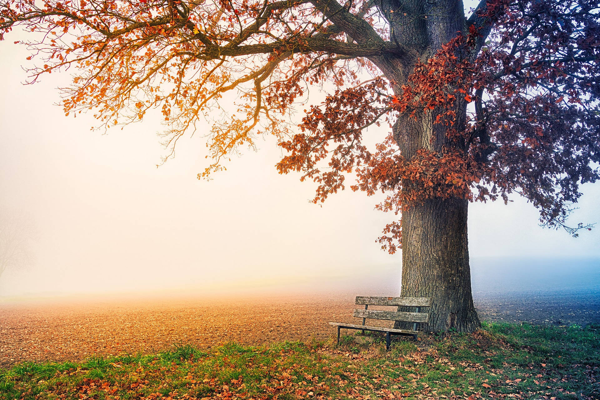 Most Beautiful Desktop Bench And Tree