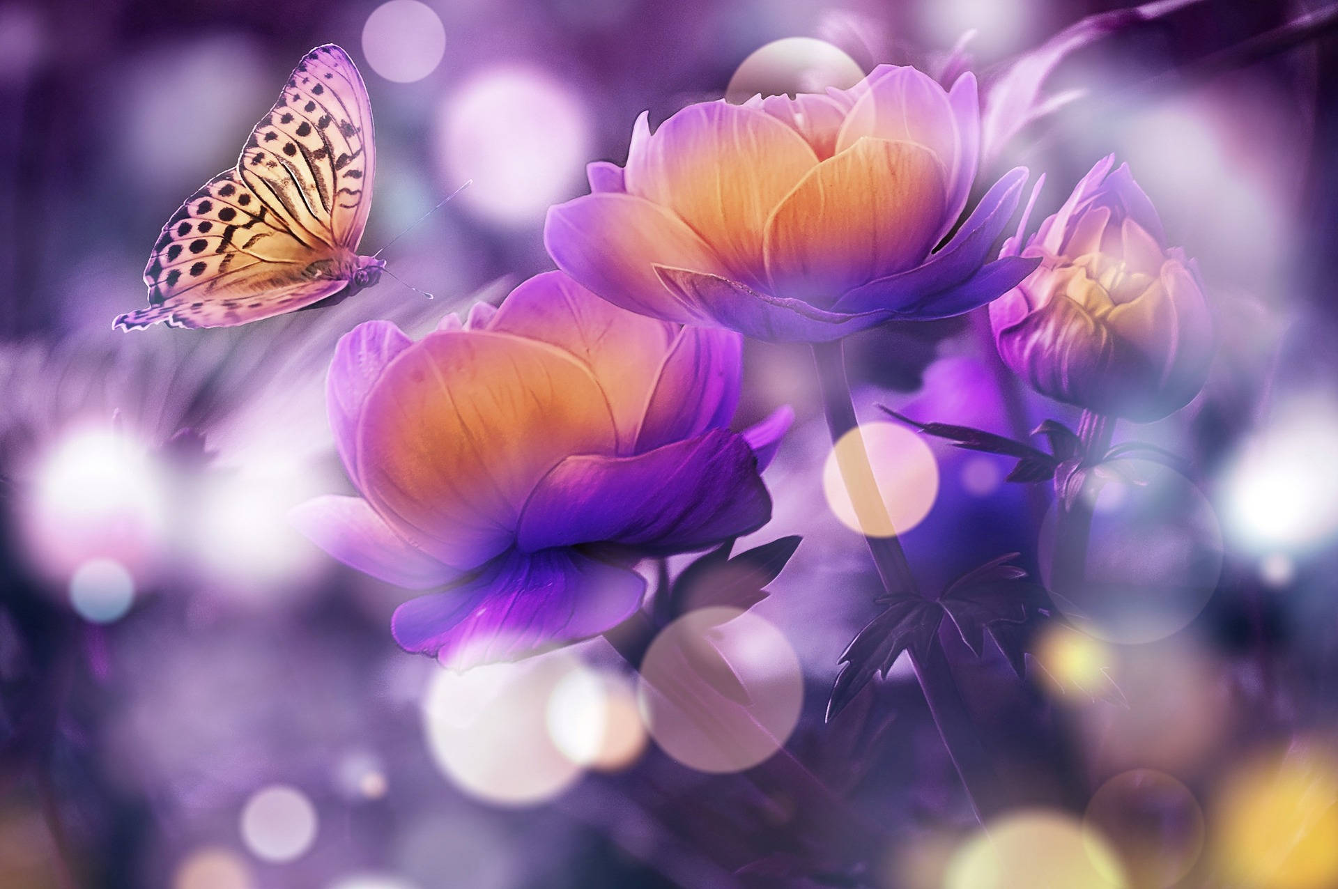 Most Beautiful Desktop Butterfly And Flower