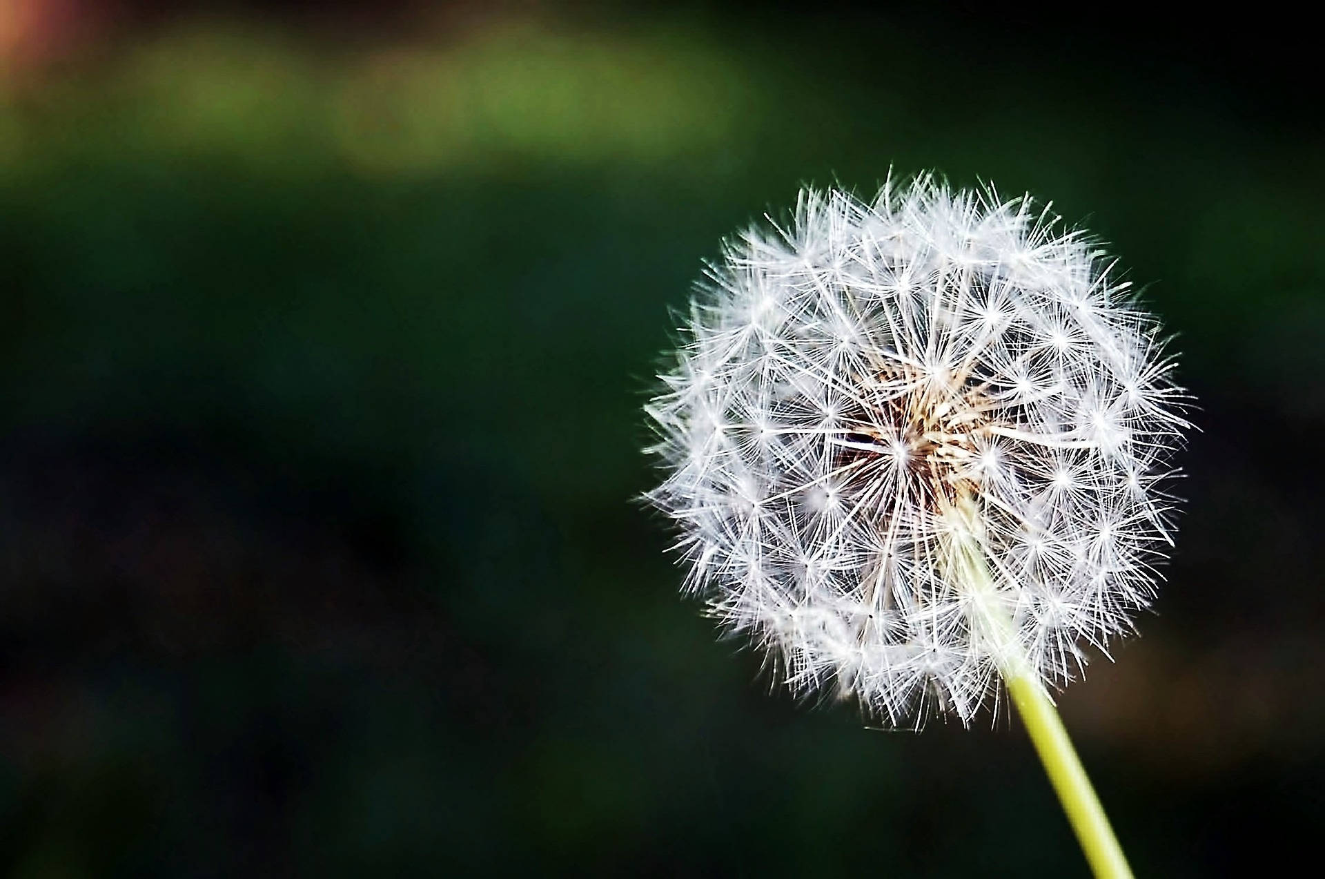 Most Beautiful Desktop Dandelion Close-up