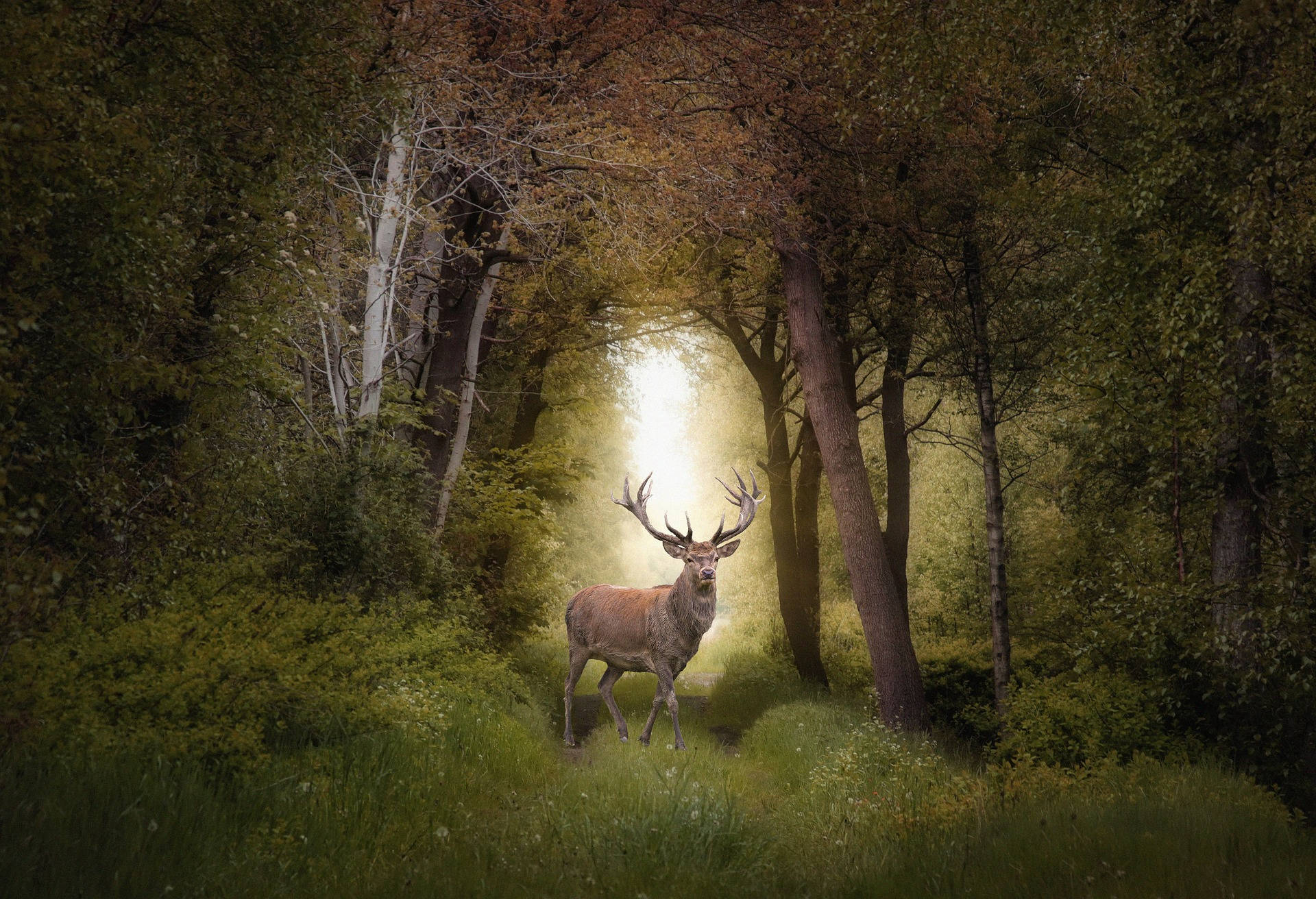 Most Beautiful Desktop Deer In Forest