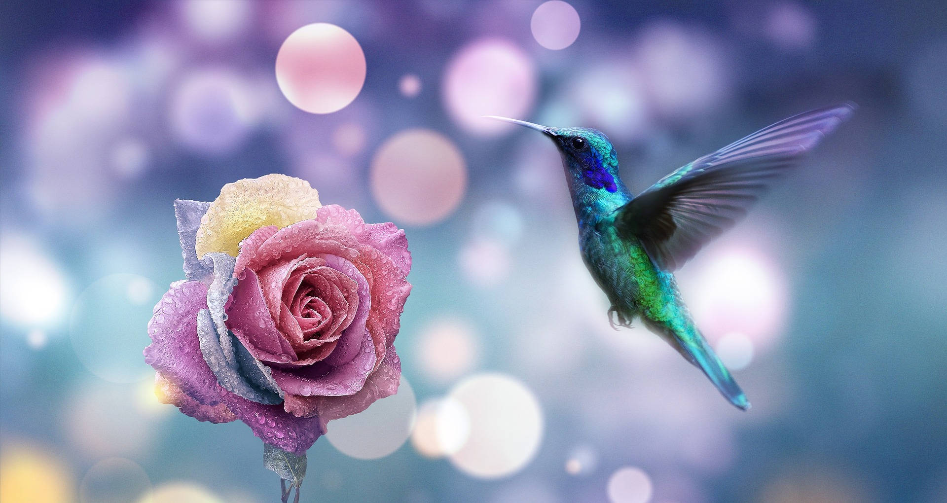 Most Beautiful Desktop Hummingbird Hovering