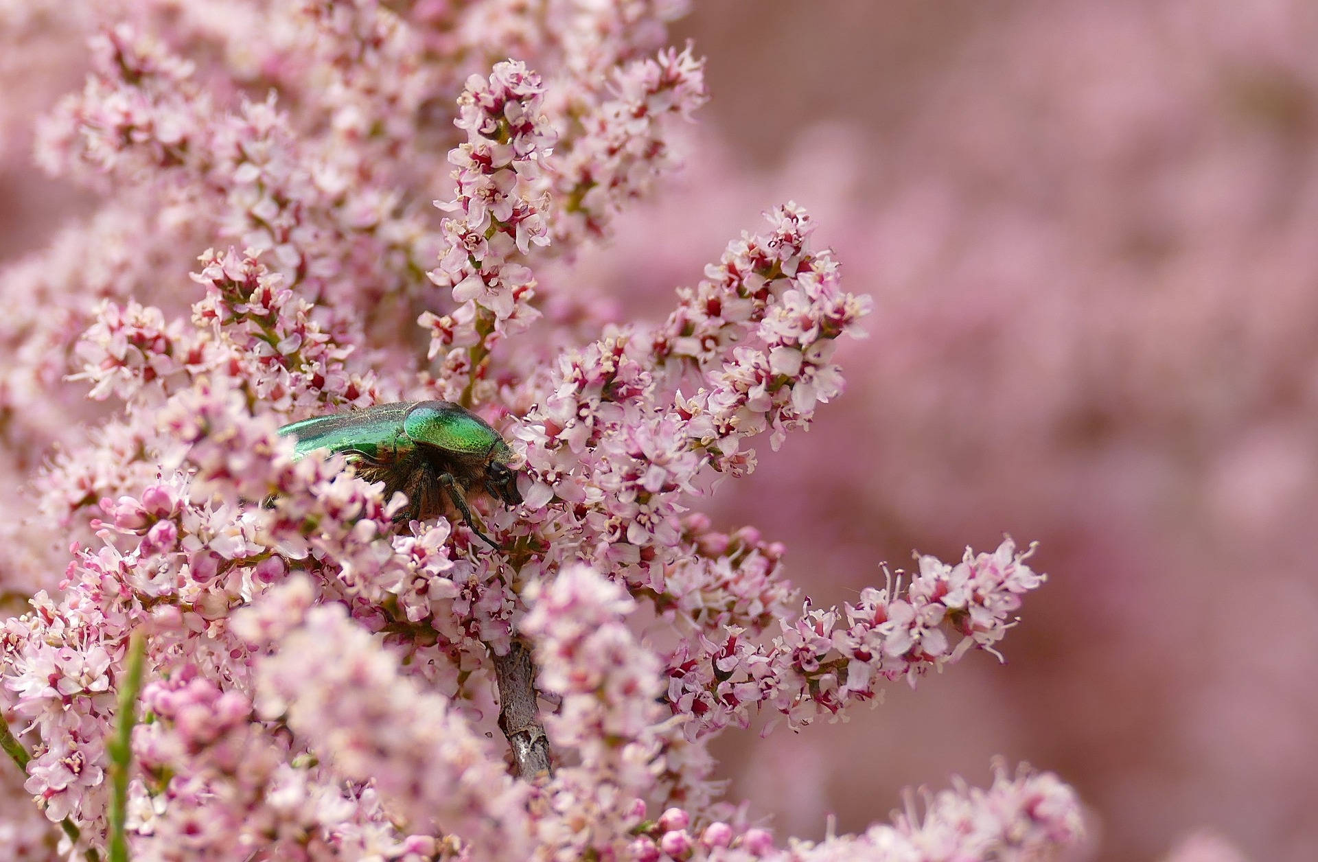 Most Beautiful Desktop Insect And Flowers