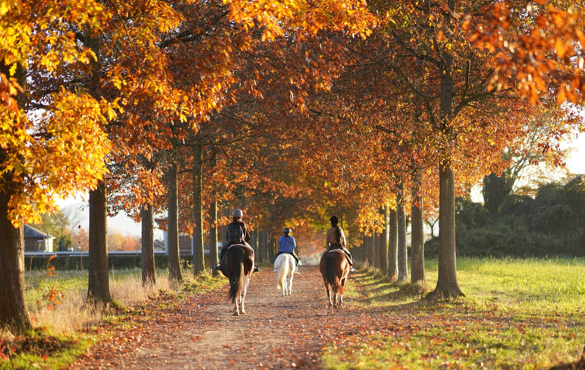 Most Beautiful Desktop Riding Horses