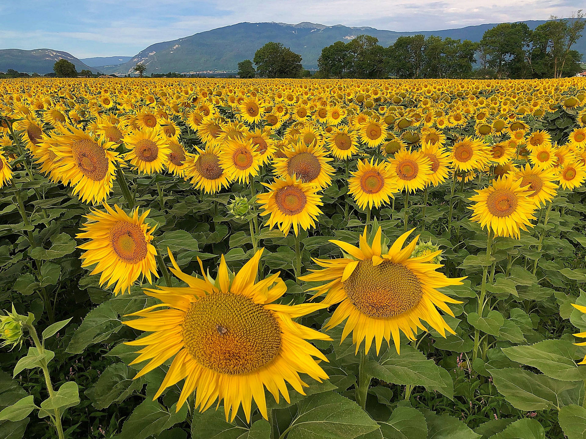 Most Beautiful Desktop Sunflower Field