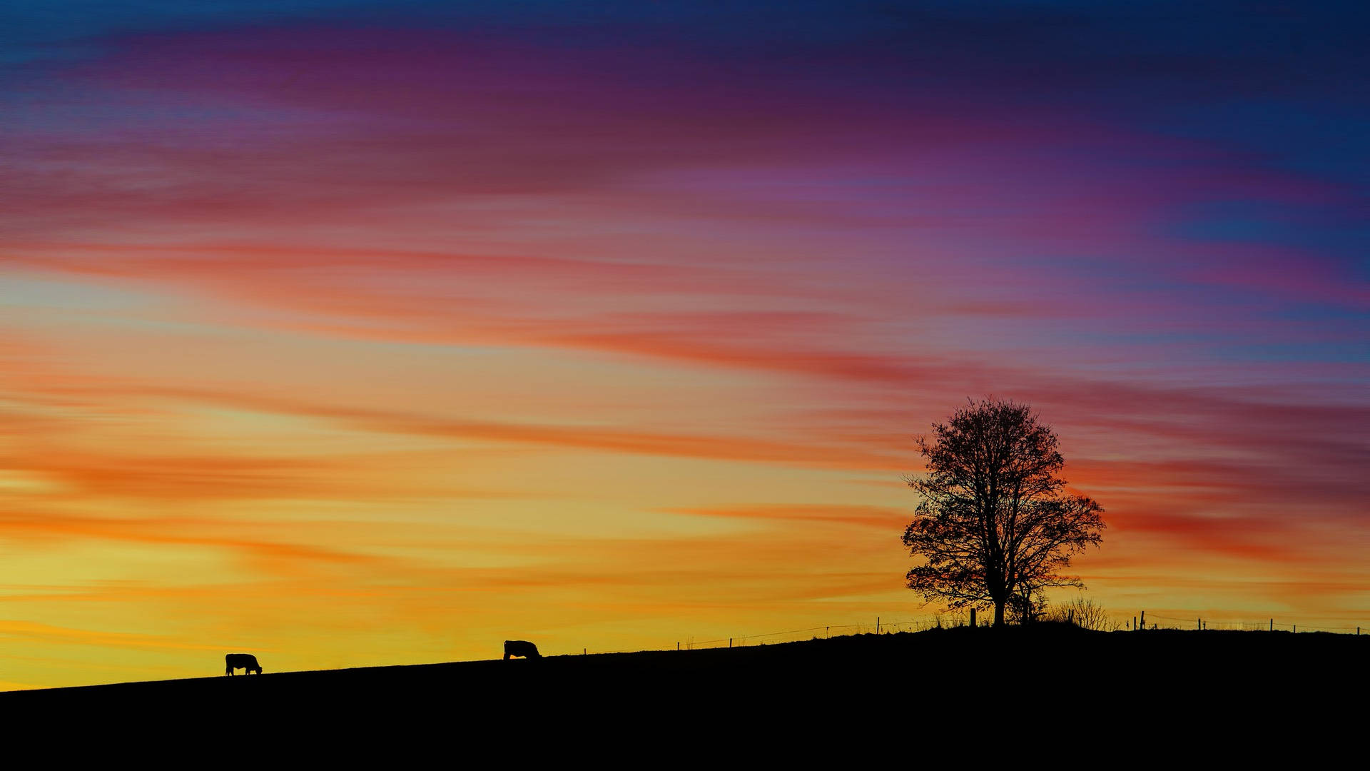 Most Beautiful Desktop Sunset Silhouettes