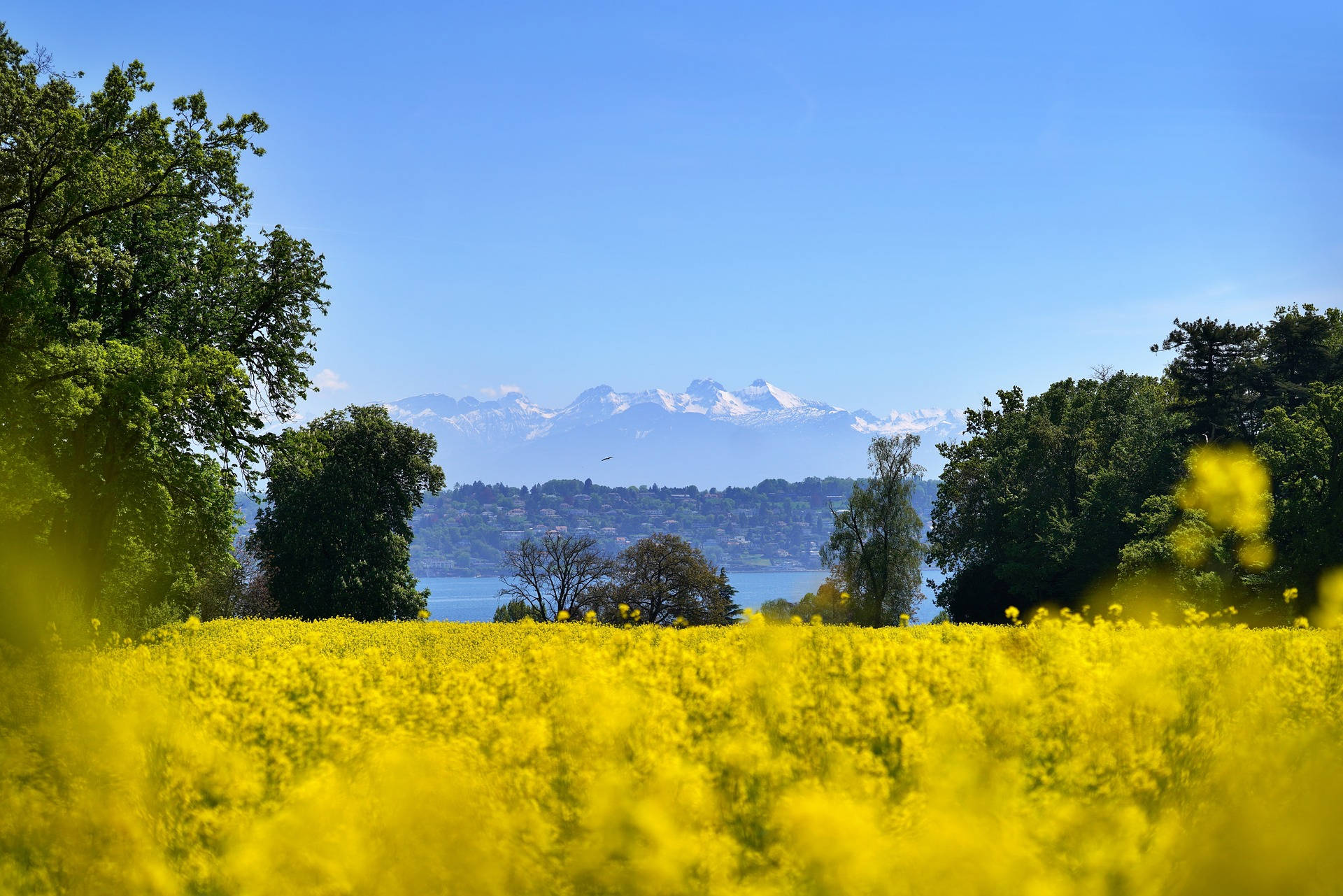 Most Beautiful Desktop Yellow Flower Field