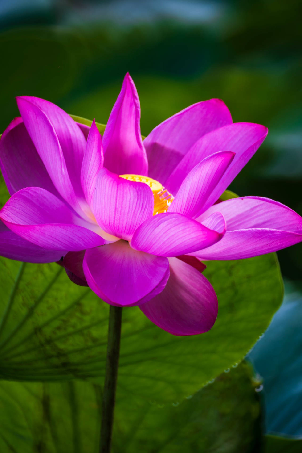 Most Beautiful Hd Blooming Water Lily Background