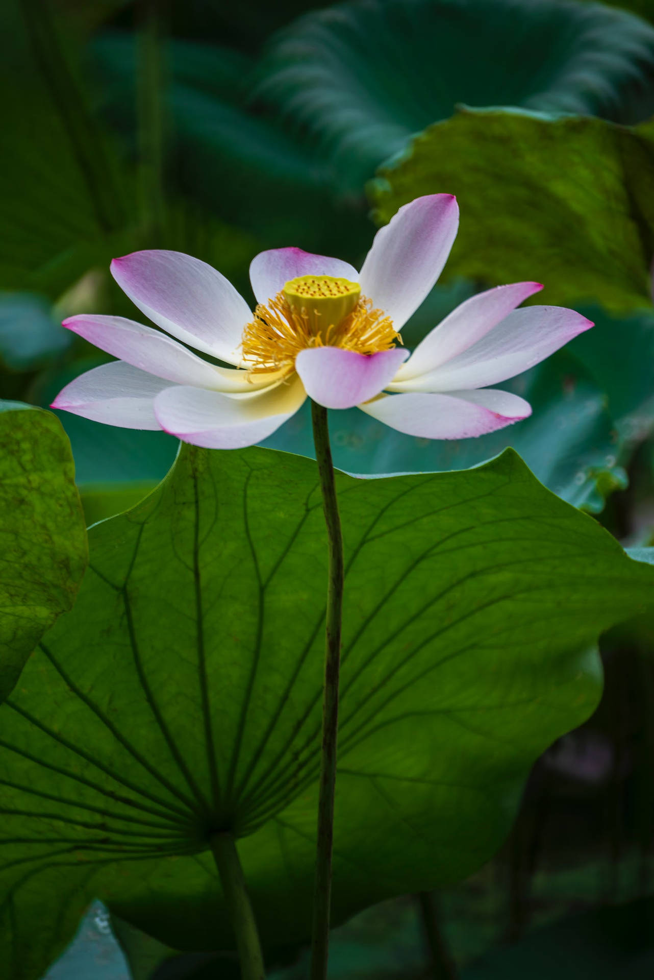 Most Beautiful Hd Lotus Plant Background