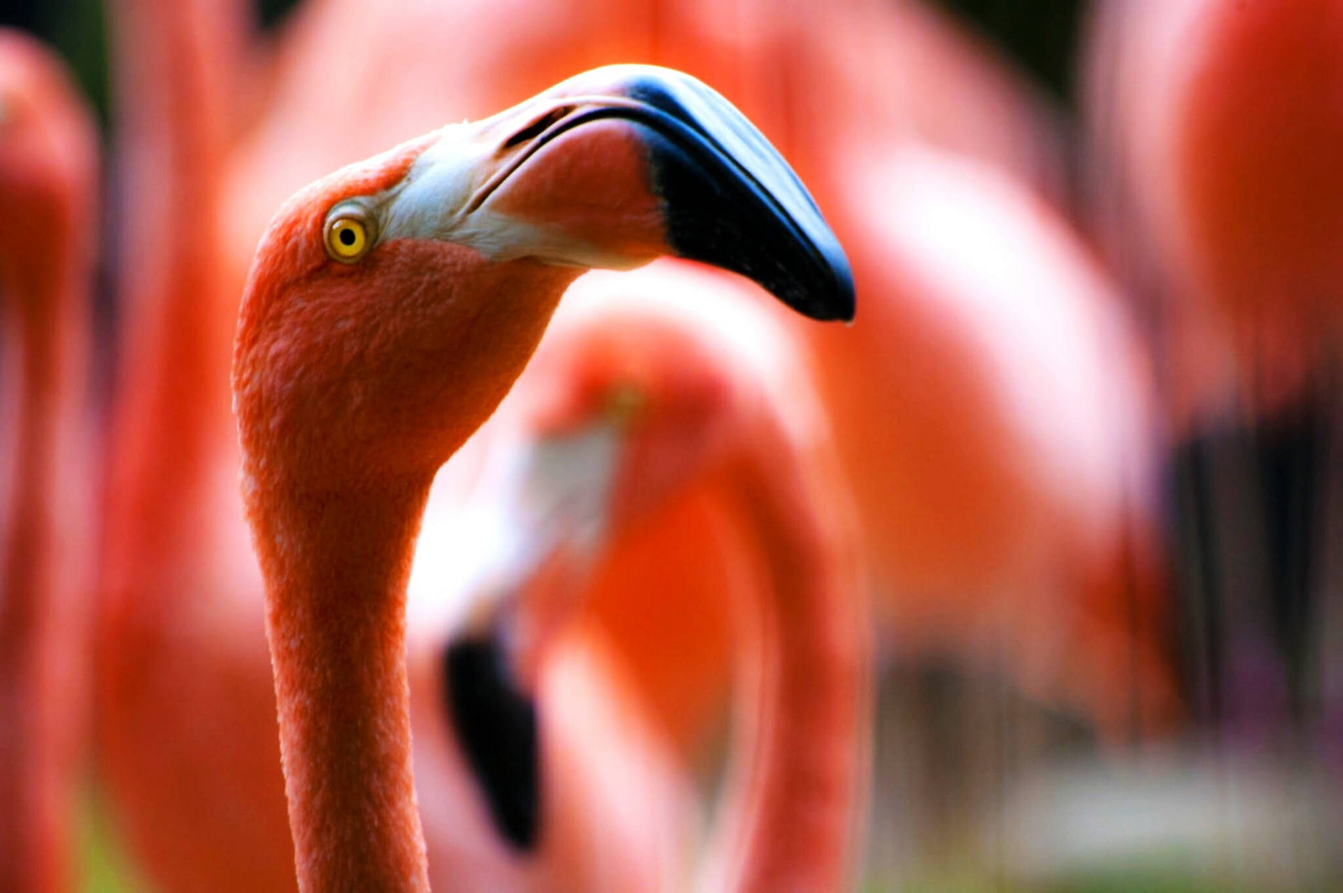 Most Beautiful Hd Pink Flamingo Background