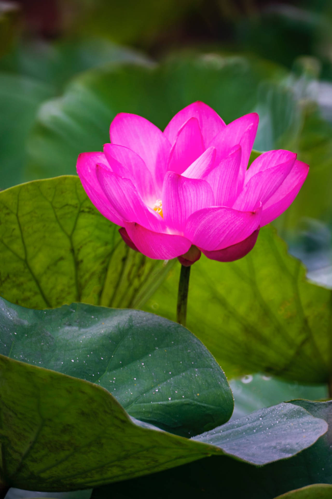 Most Beautiful Hd Pink Lotus