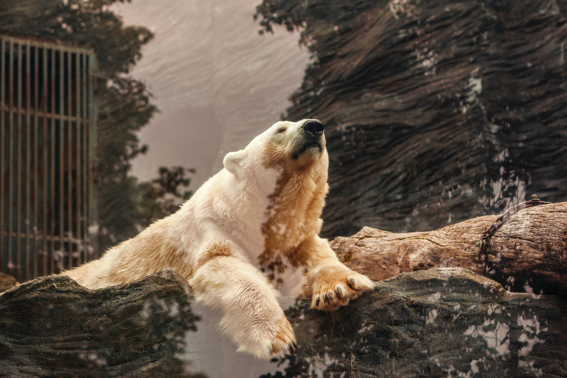 Most Beautiful Hd Polar Bear Background