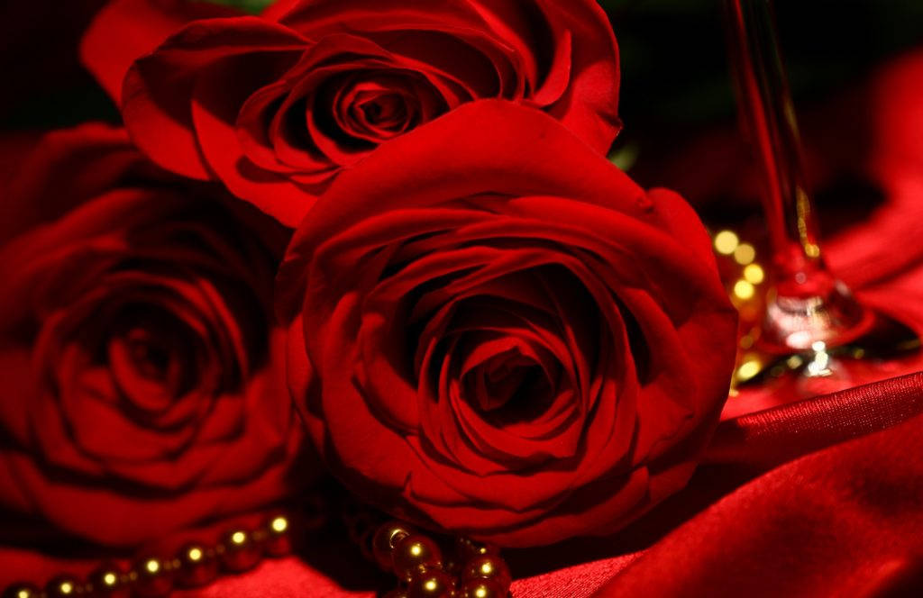 Most Beautiful Hd Red Roses Background
