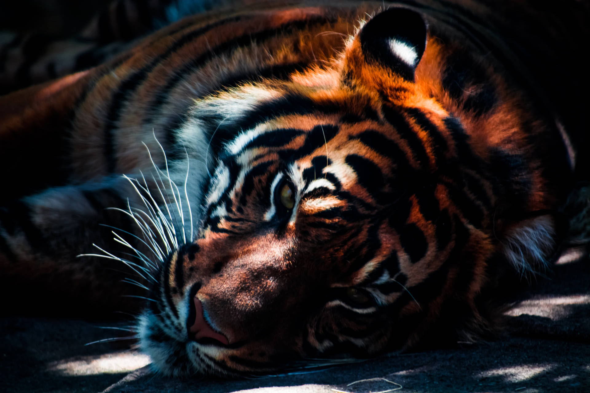 Most Beautiful Hd Sumatran Tiger Background