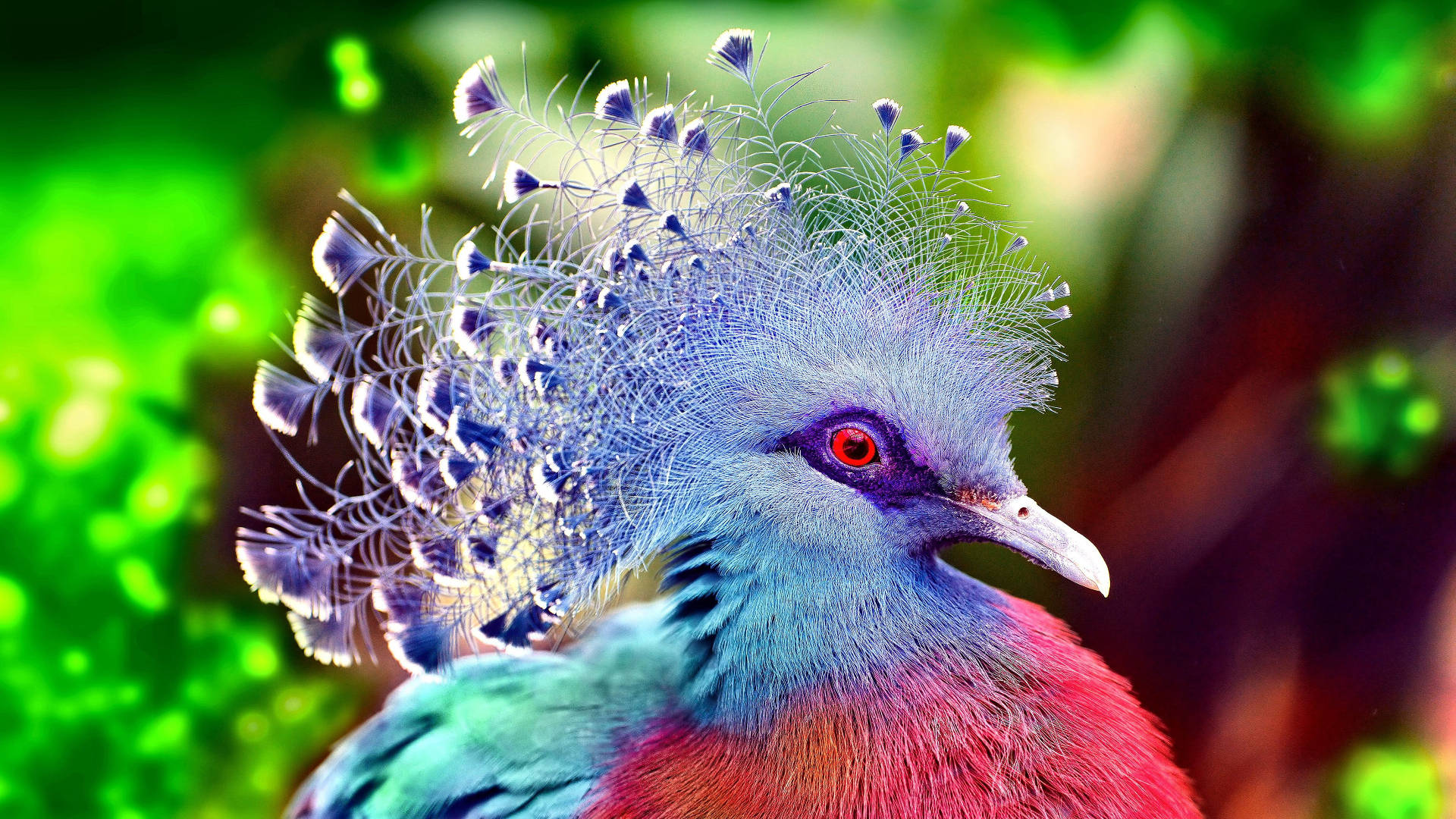 Most Beautiful Hd Victoria Crowned Pigeon Background