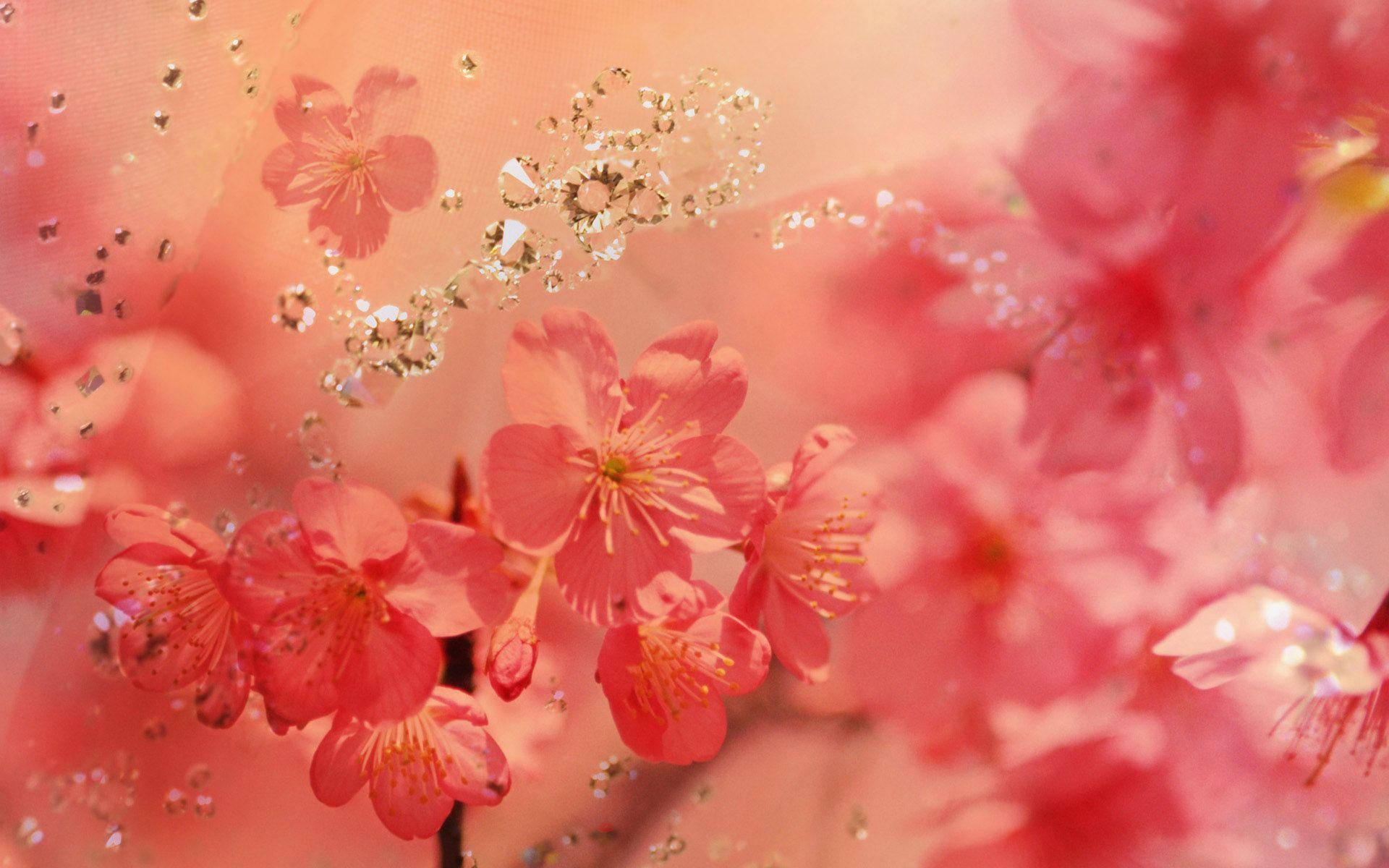 Most Beautiful Spring Flower Background