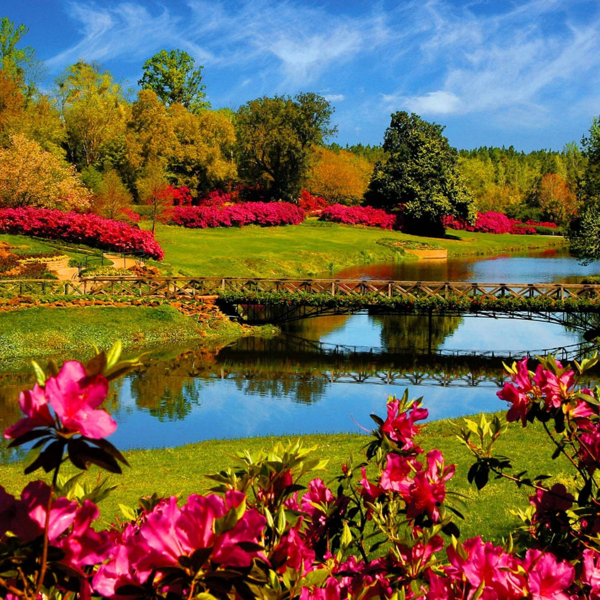 Most Beautiful Spring Flowers On A Swamp Background