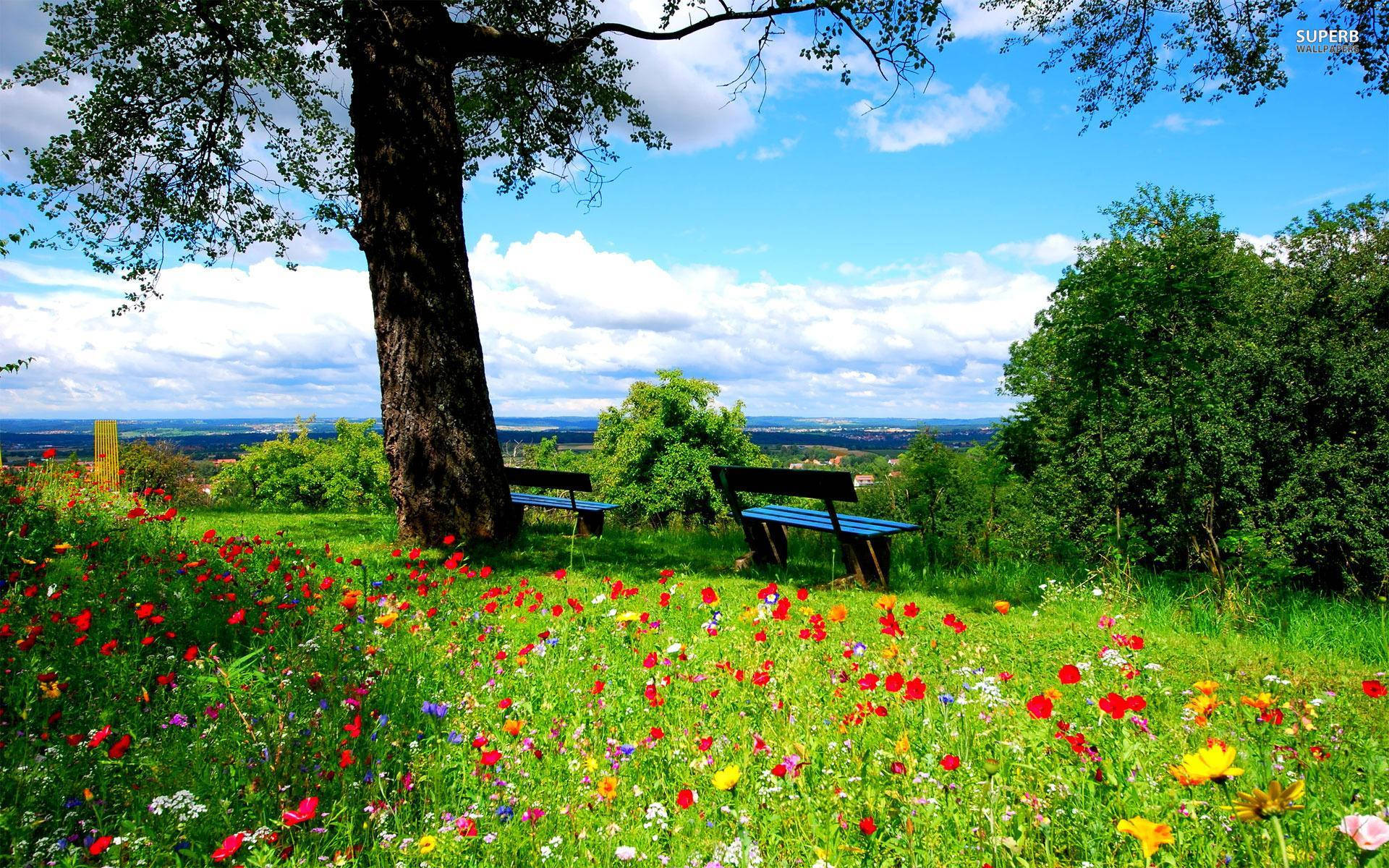 Most Beautiful Spring Forest Background