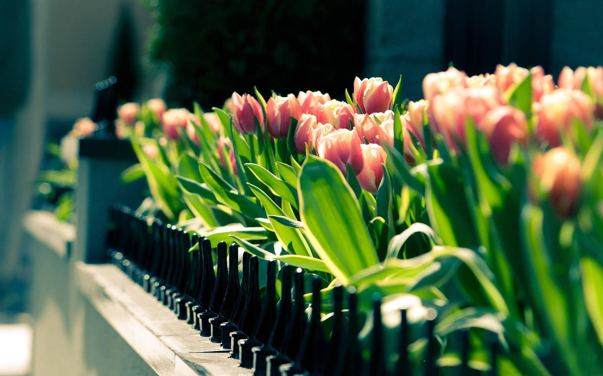 Most Beautiful Spring Garden Tulips Background