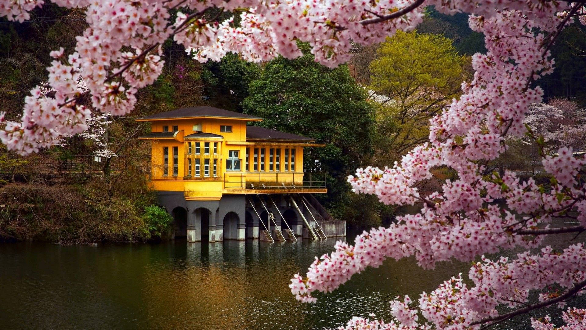 Most Beautiful Spring In Japan Background