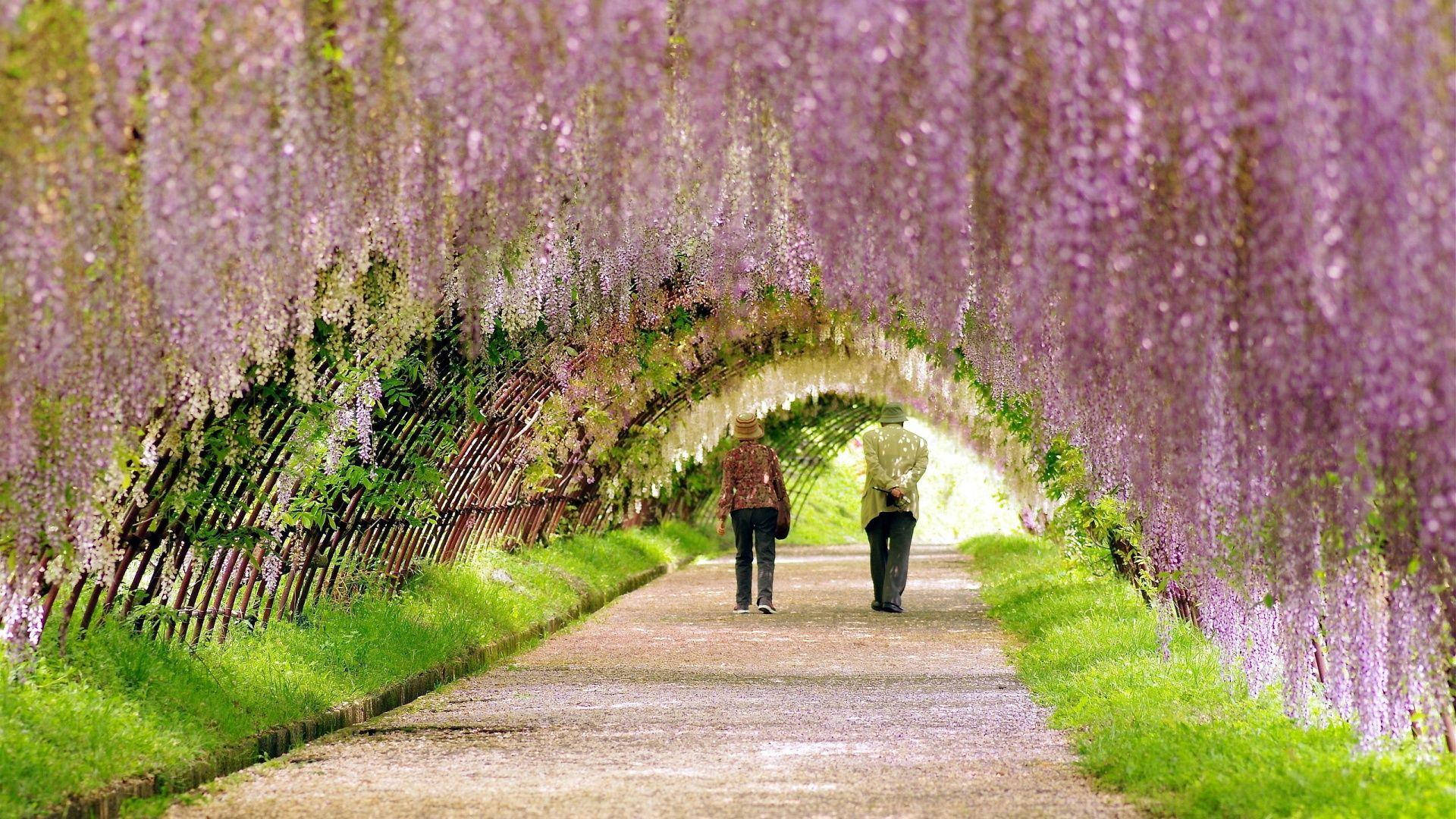 Most Beautiful Spring In Kawachi Wisteria Garden Background