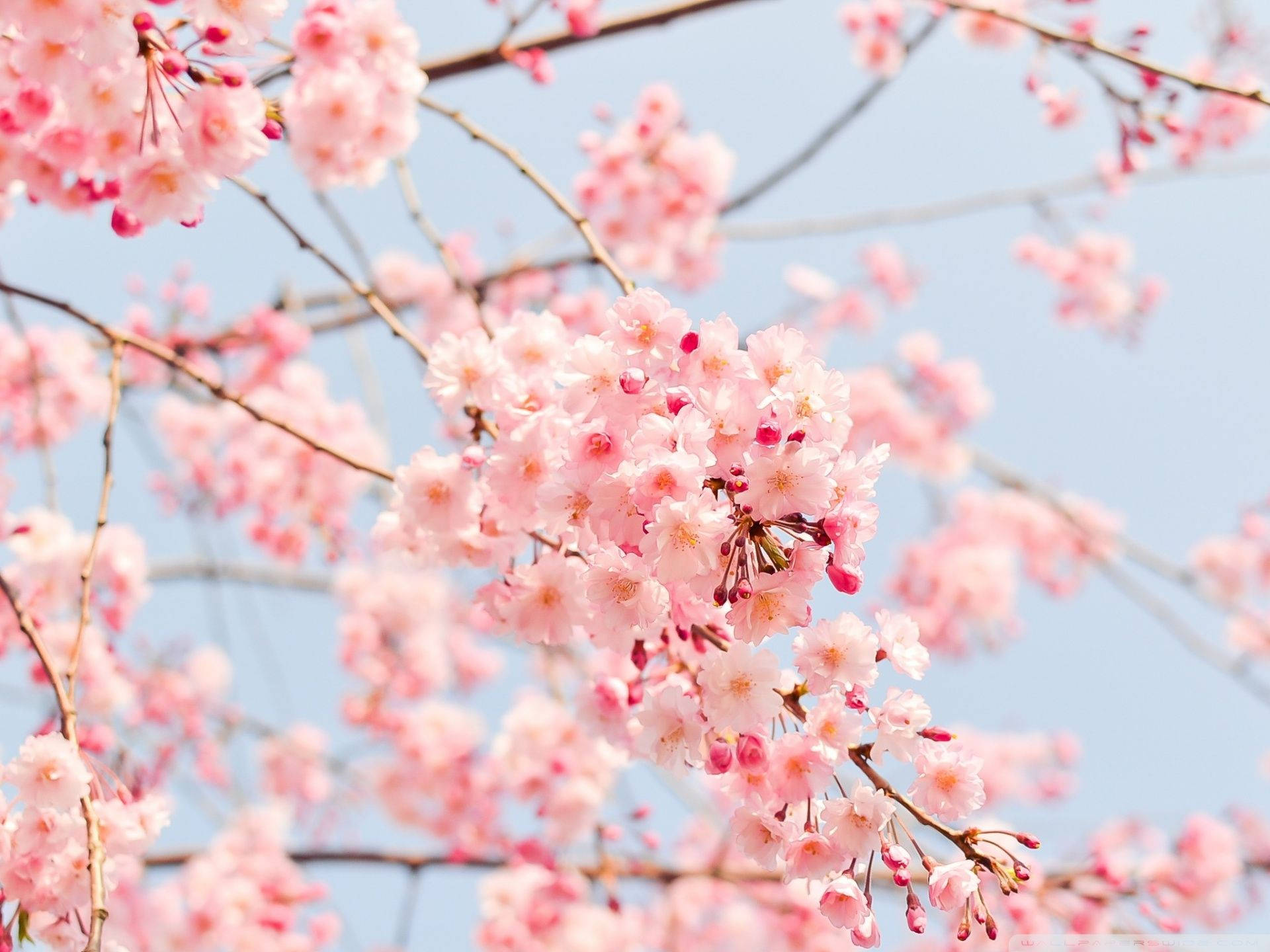 Most Beautiful Spring Pink Cherry Blossoms Background