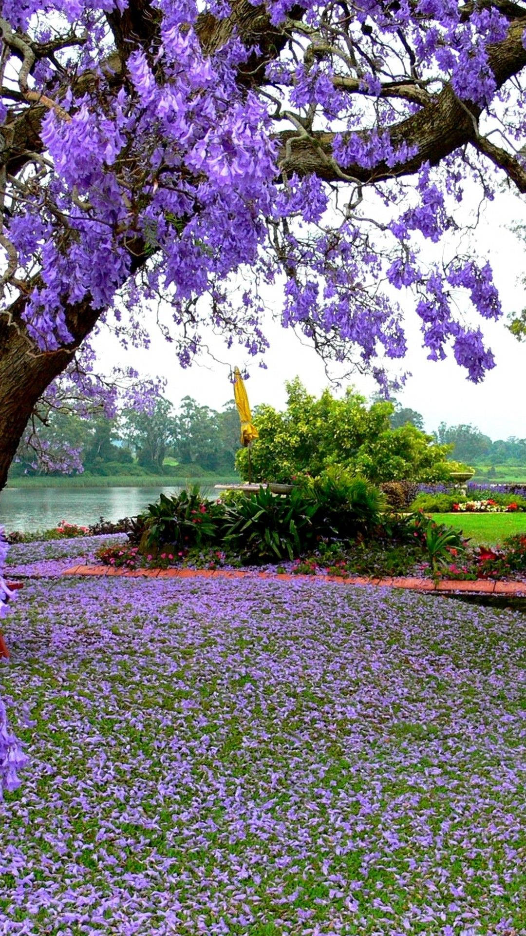 Most Beautiful Spring Purple Trees Background