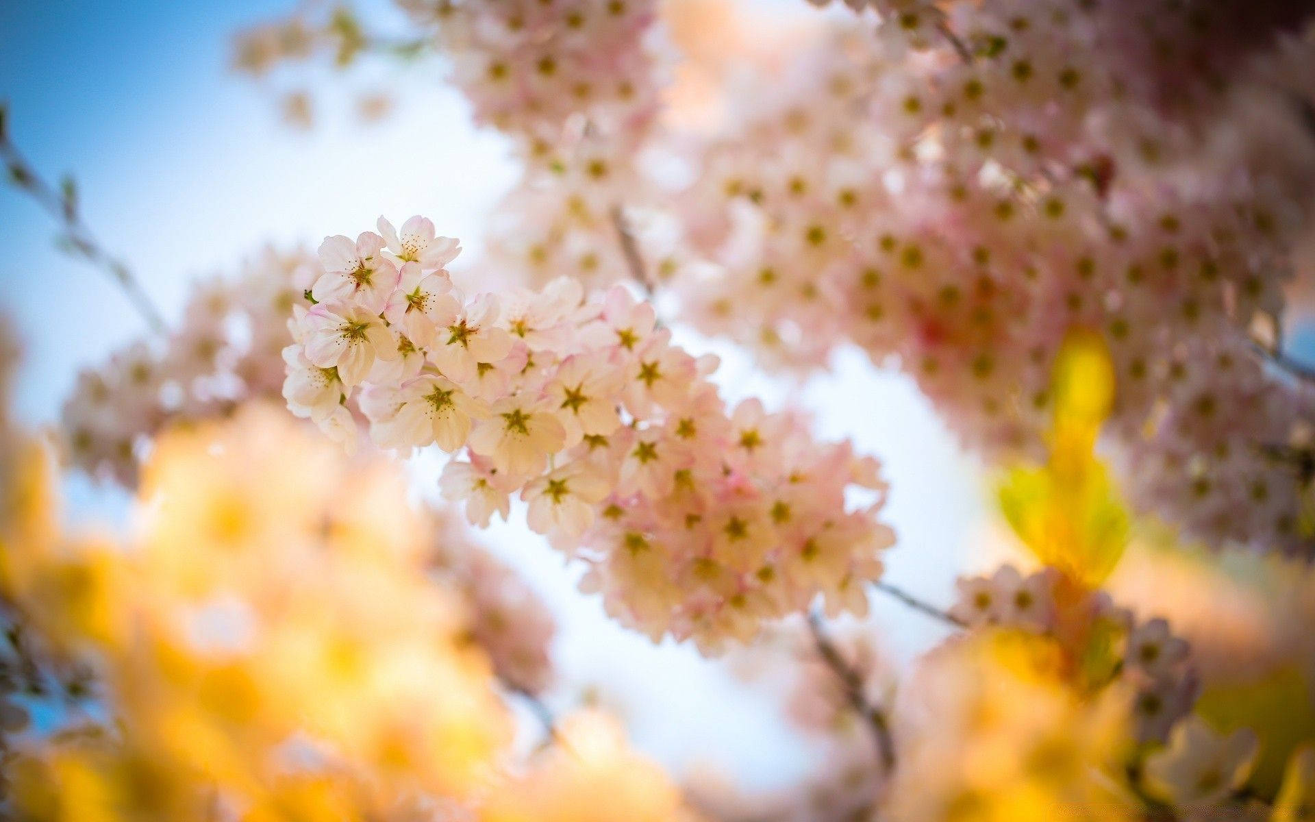 Most Beautiful Spring Sakura Flowers Background