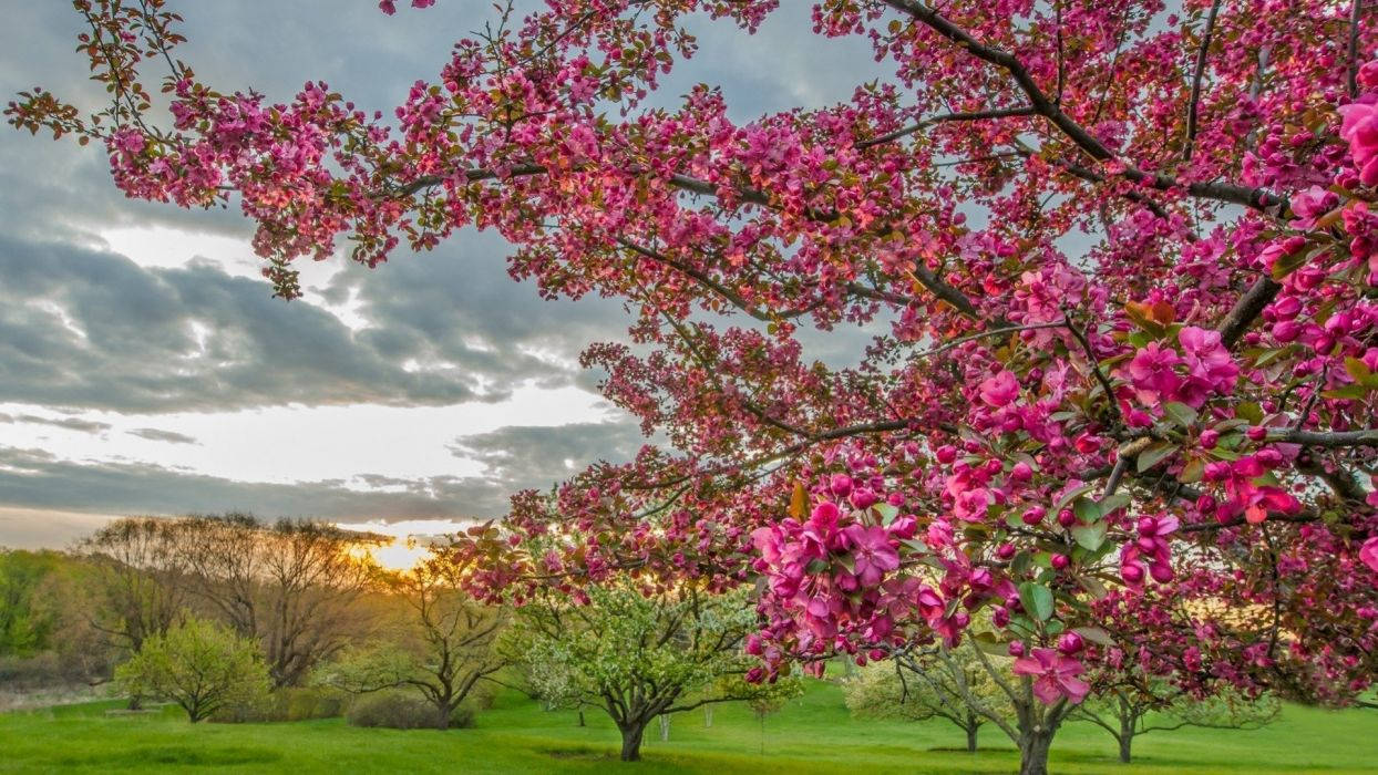 Most Beautiful Spring Scenery Background