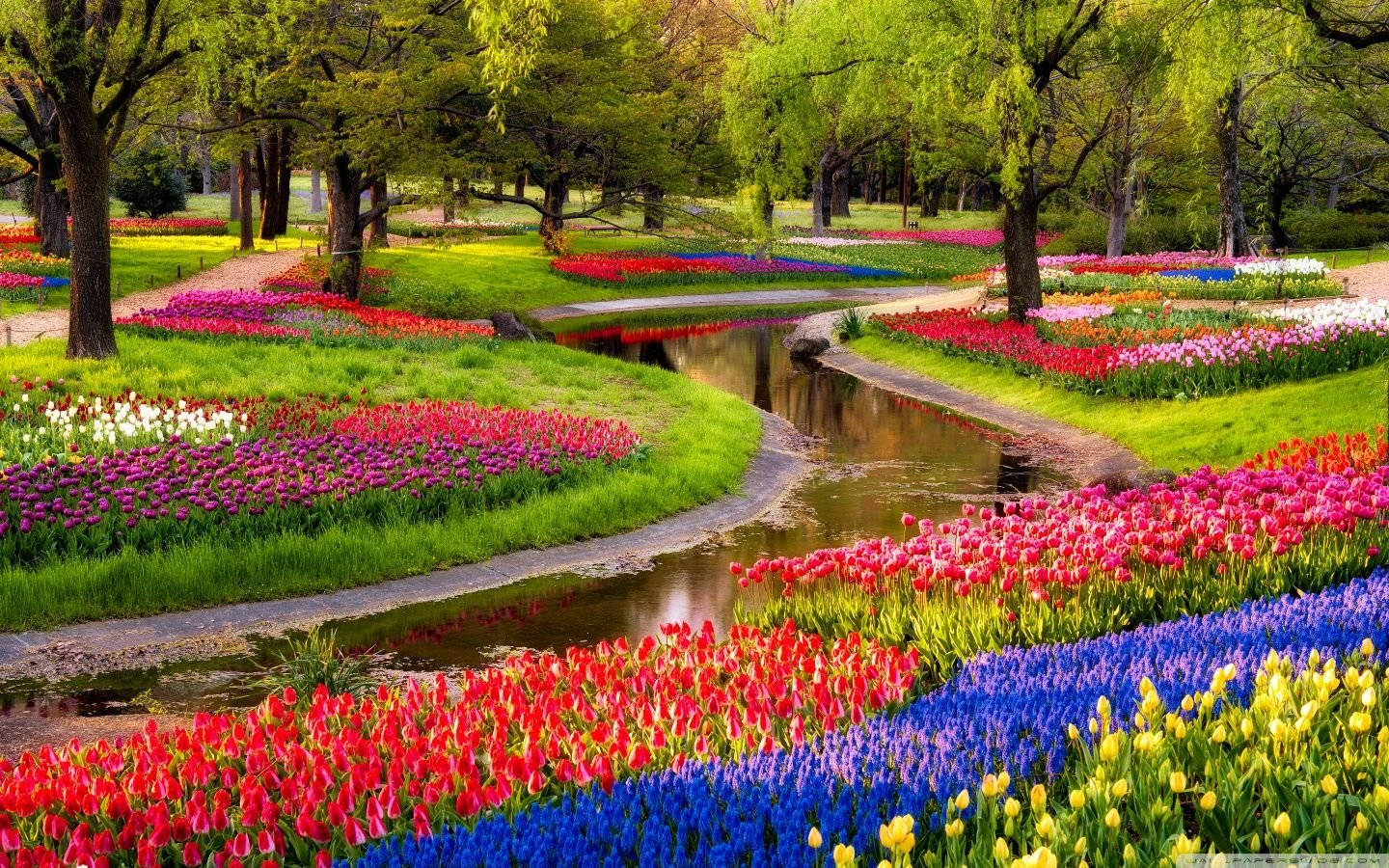 Most Beautiful Spring Tulip Garden Background