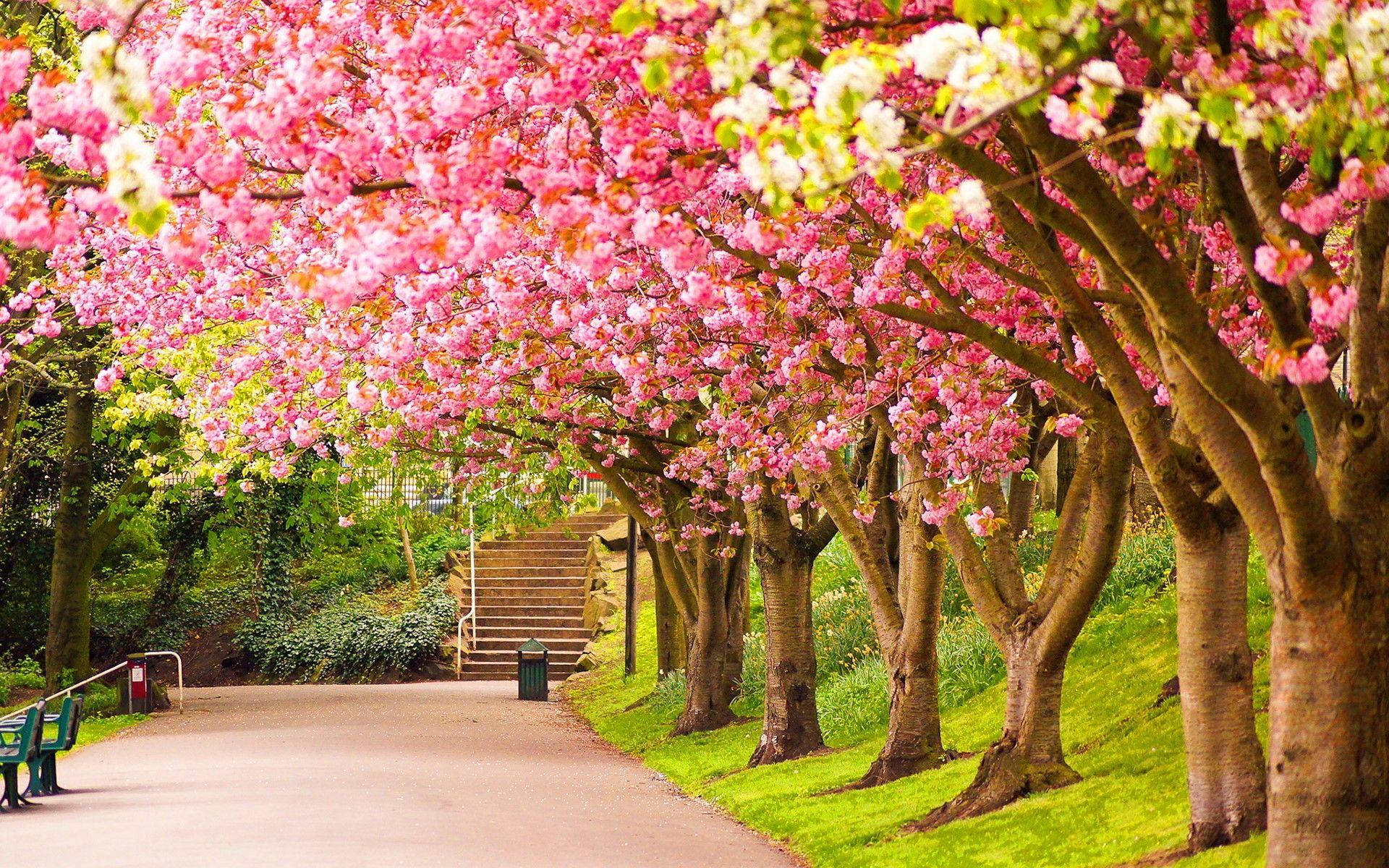 Most Beautiful Spring View At The Park Background