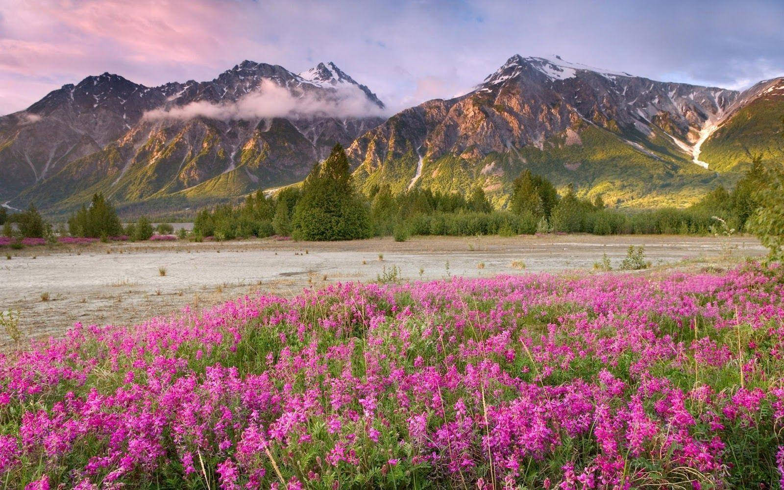 Most Beautiful Spring Wildflowers Background