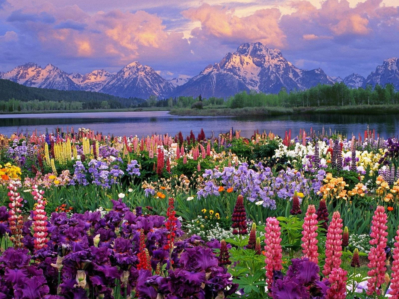 Most Beautiful Spring With Lupine Plants