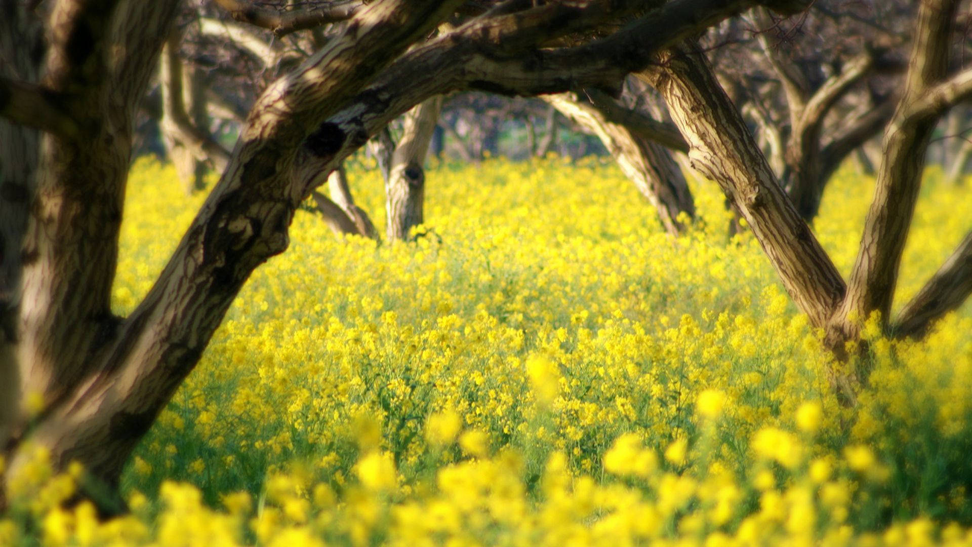 Most Beautiful Spring Yellow Grassland Background