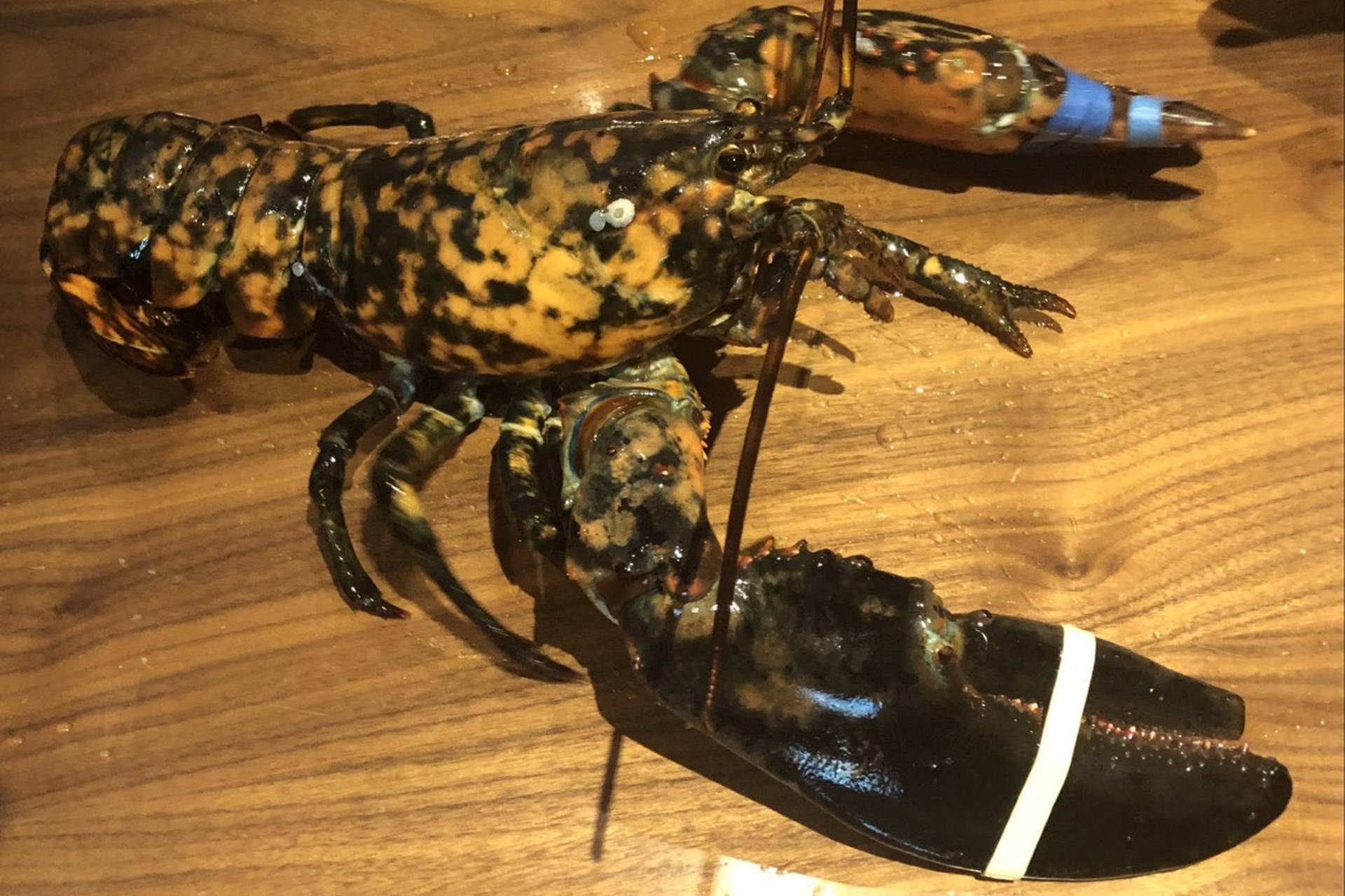 Most Expensive Calico Lobster Background
