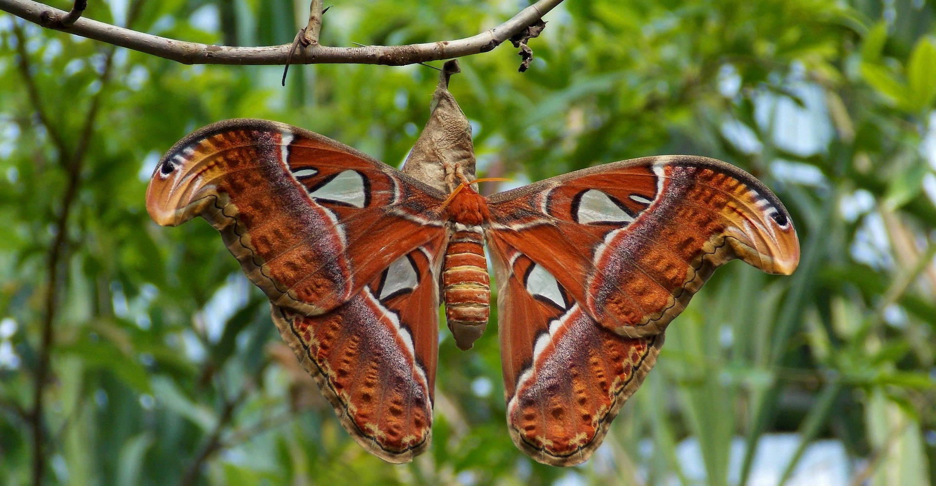 Moth Atlas From Cocoon Background