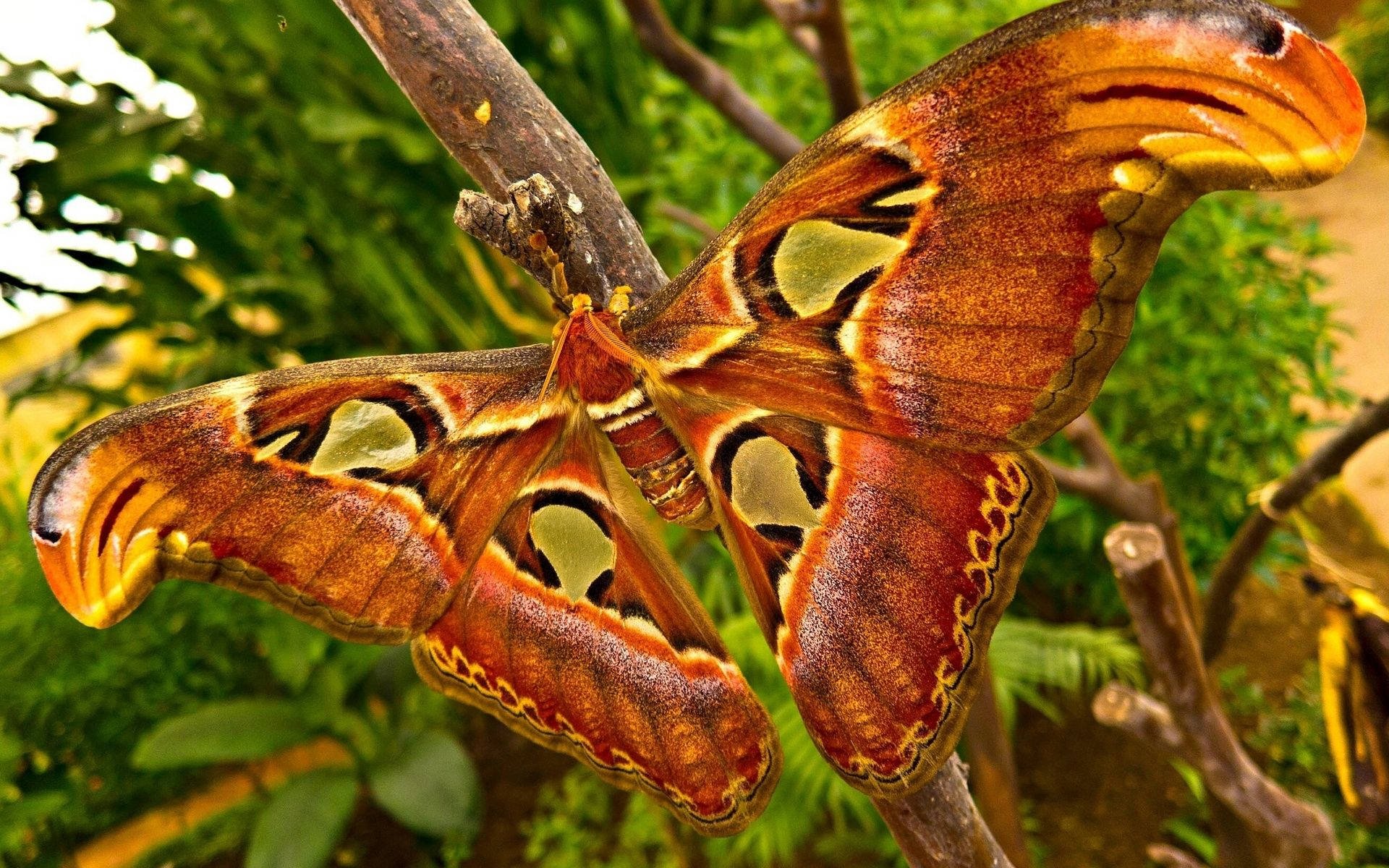 Moth Atlas Giant On Branch Background