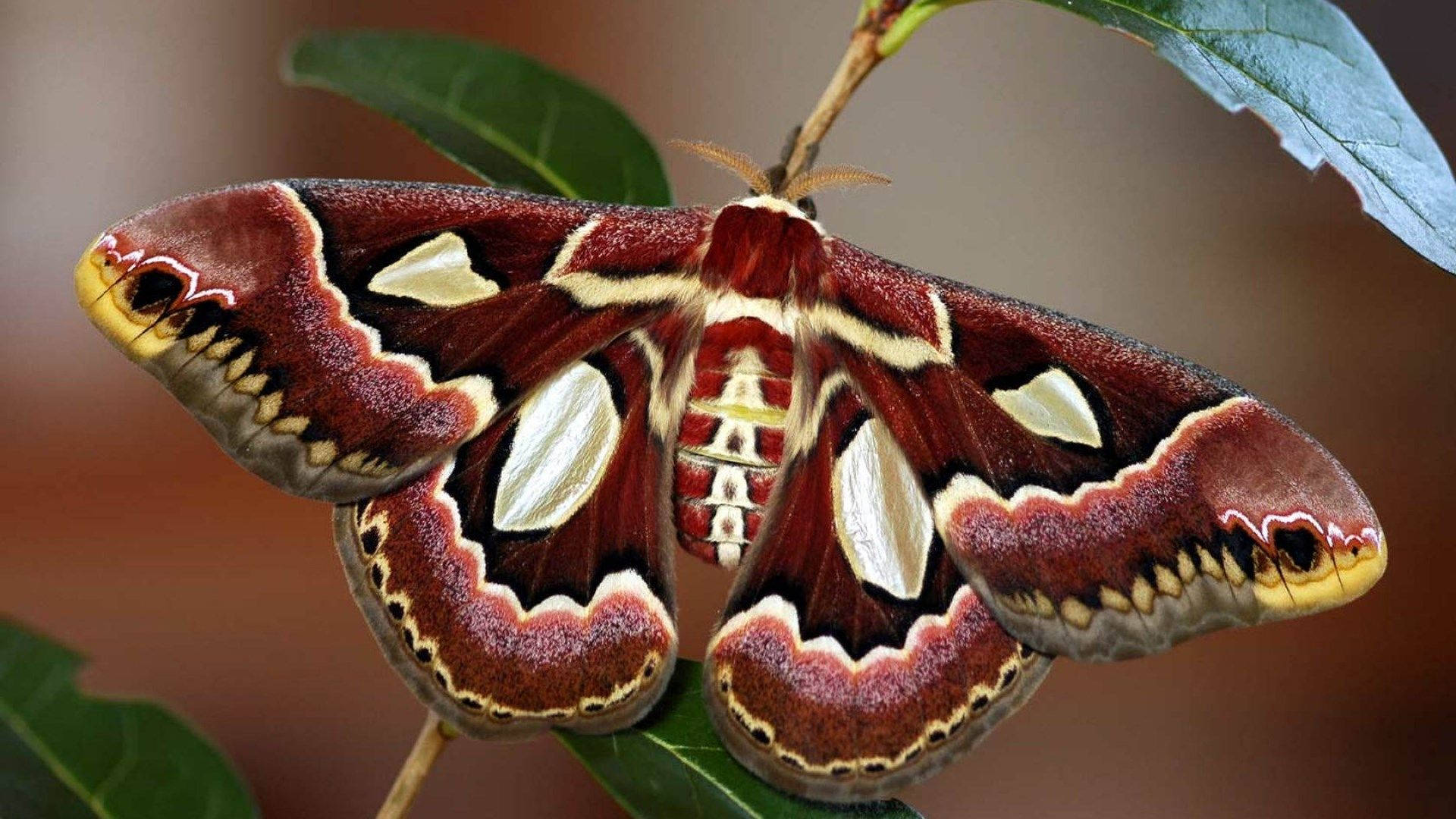 Moth Atlas On A Plant Background