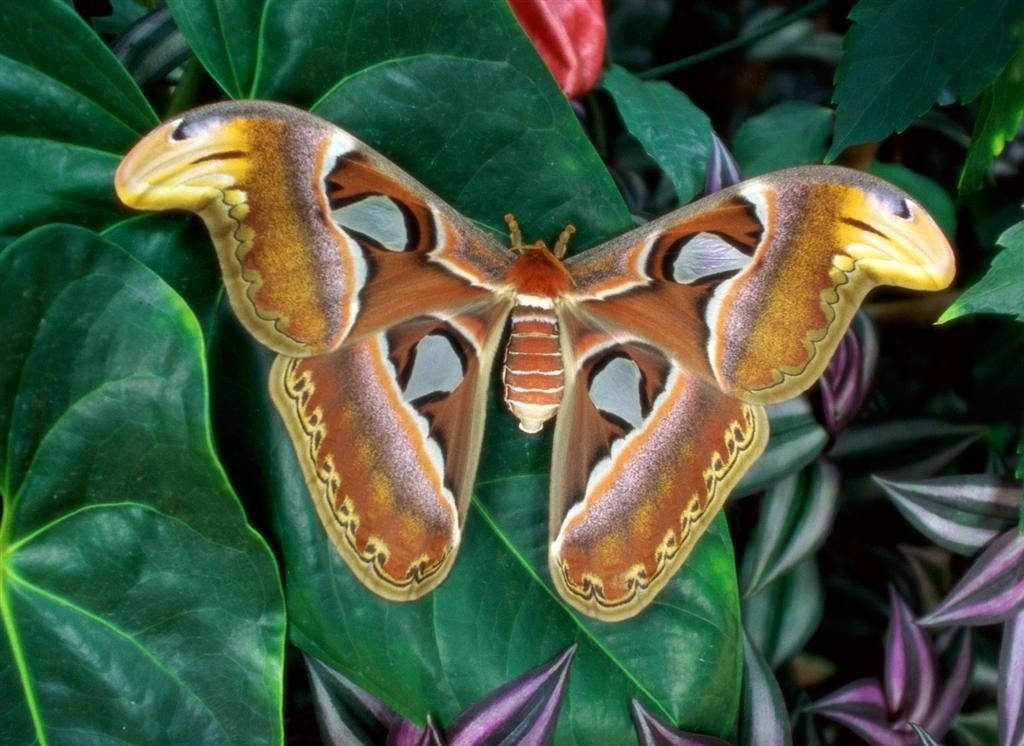 Moth Atlas On Leaf Top View