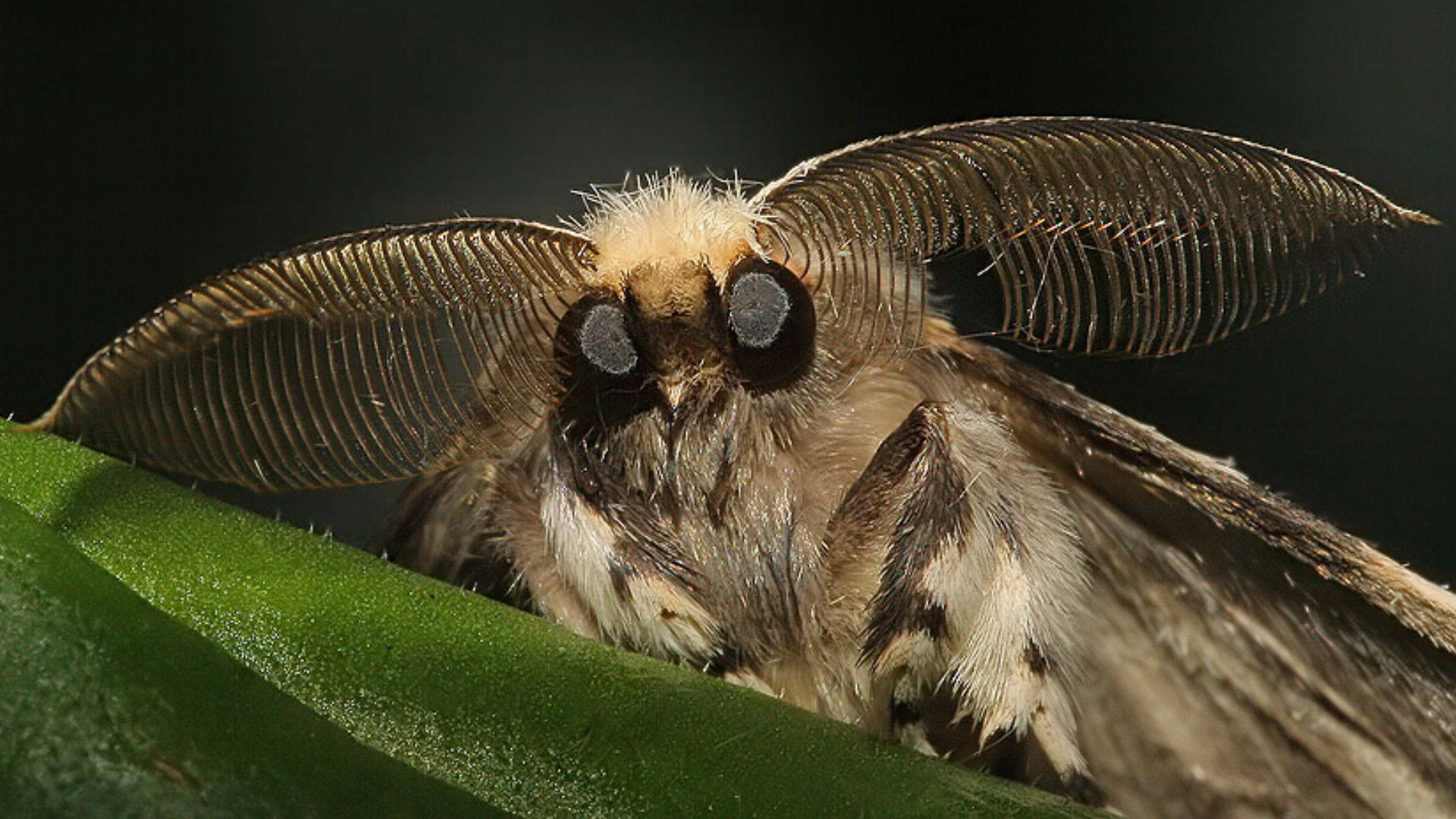 Moth Big Eyes On Leaf Background